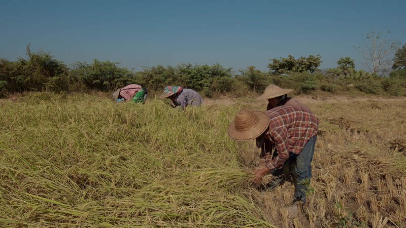 Harvesting Rice by Hand in Myanmar