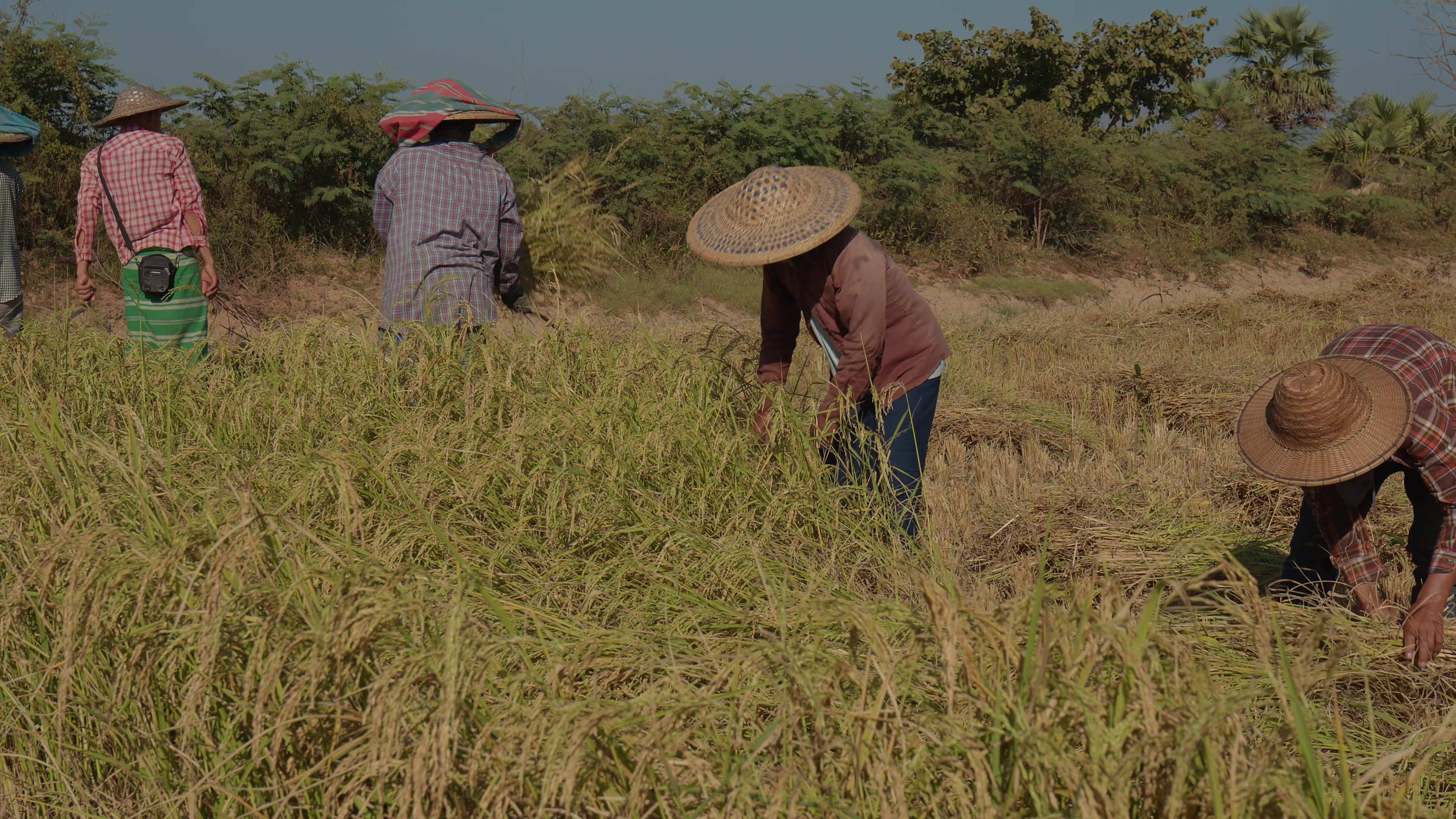 Harvesting Rice by Hand in Myanmar