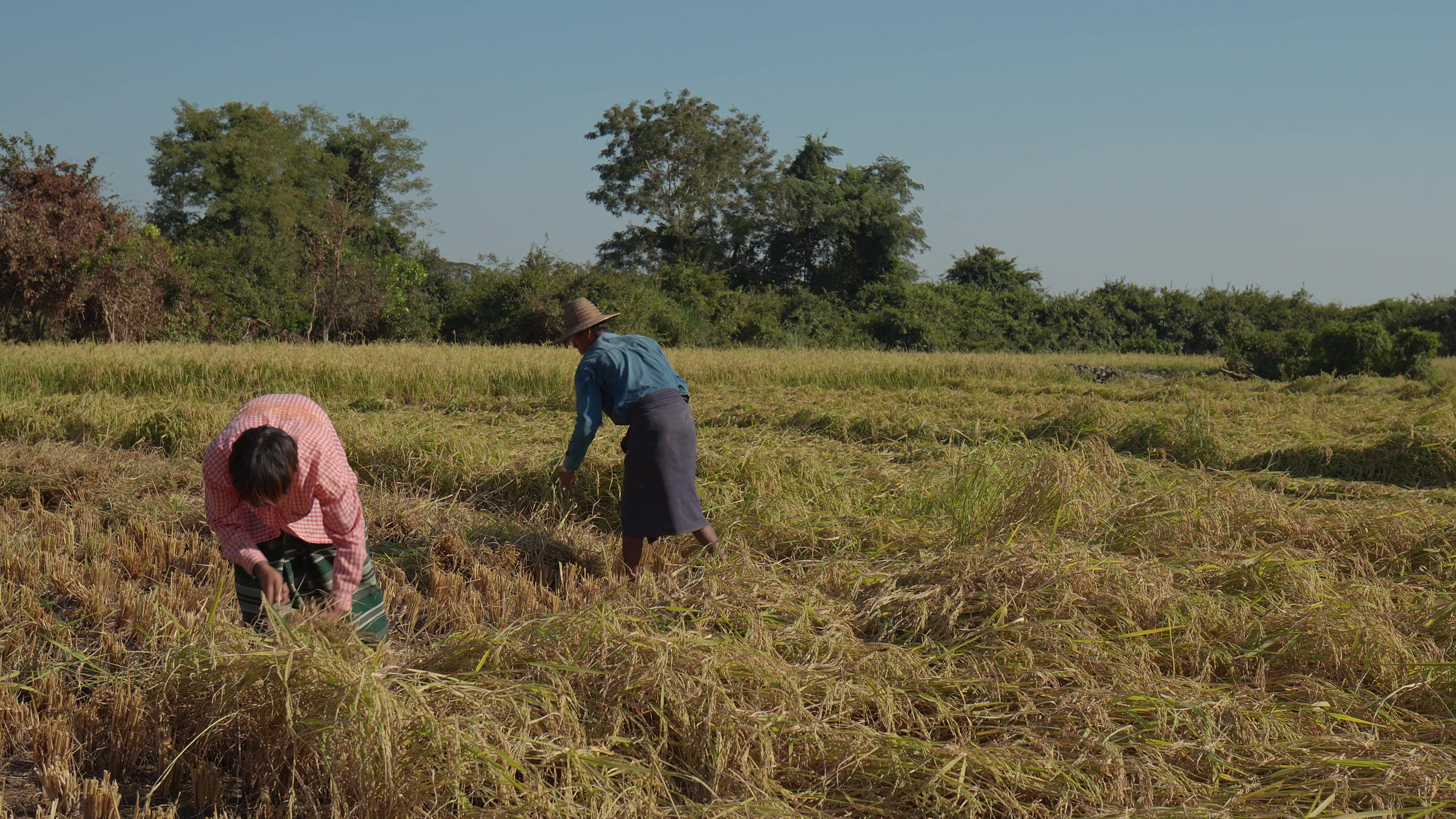 Harvesting Rice by Hand in Myanmar