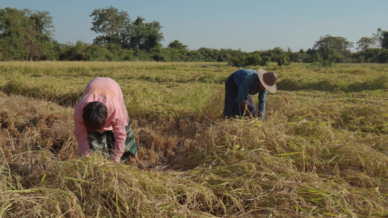 Harvesting Rice by Hand in Myanmar