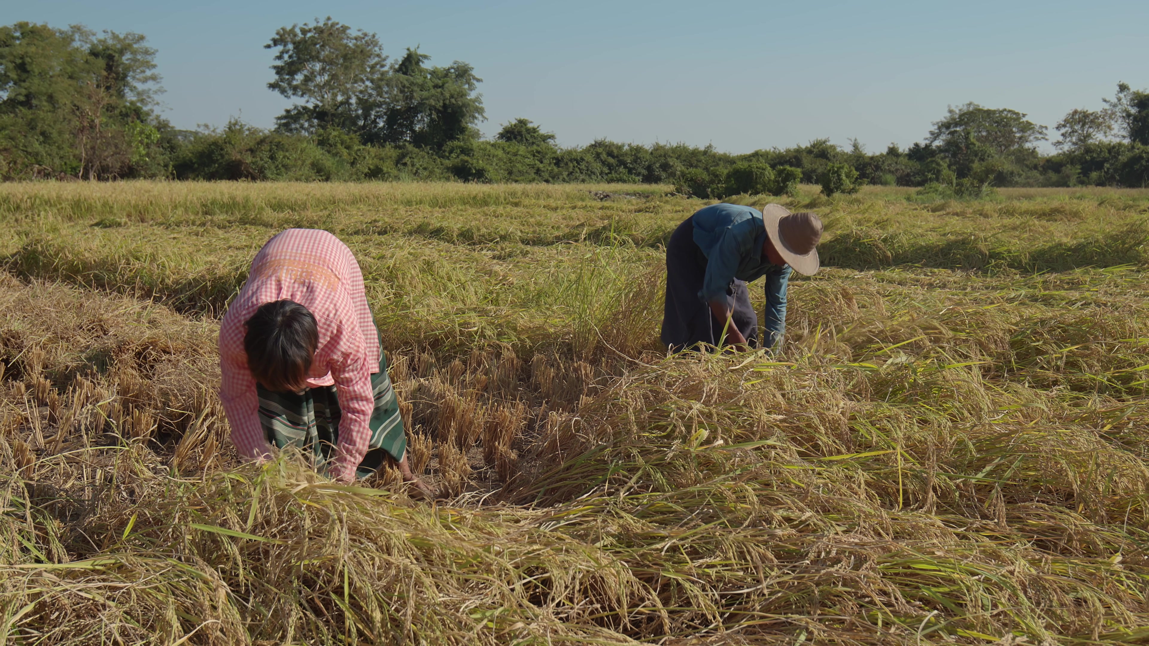 Harvesting Rice by Hand in Myanmar