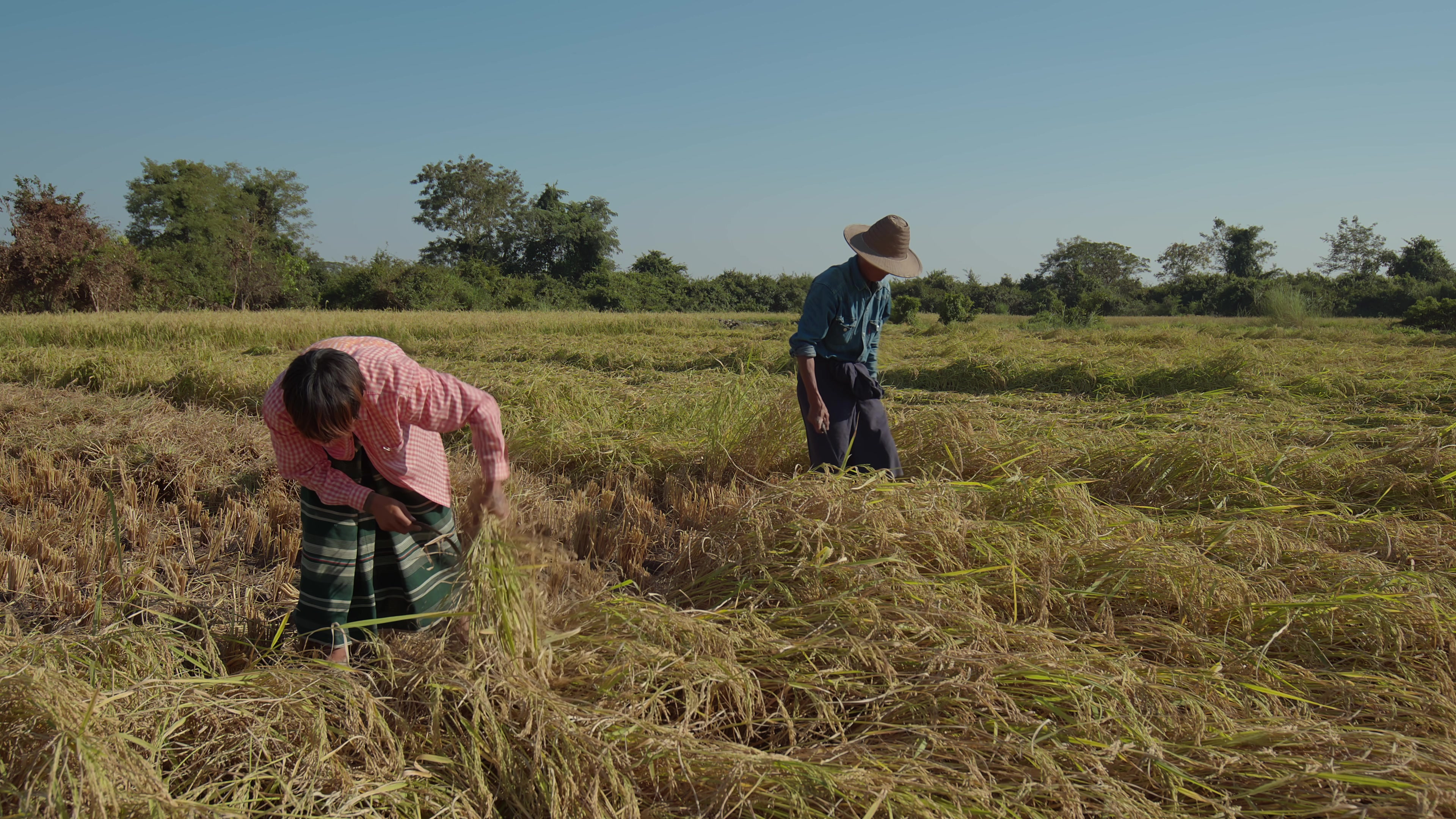 Harvesting Rice by Hand in Myanmar
