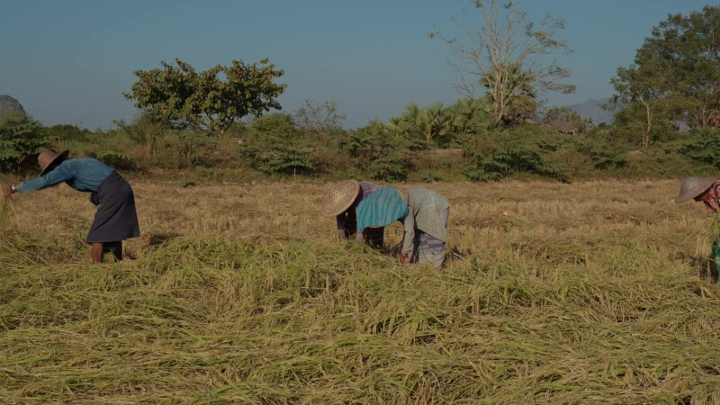 Harvesting Rice by Hand in Myanmar