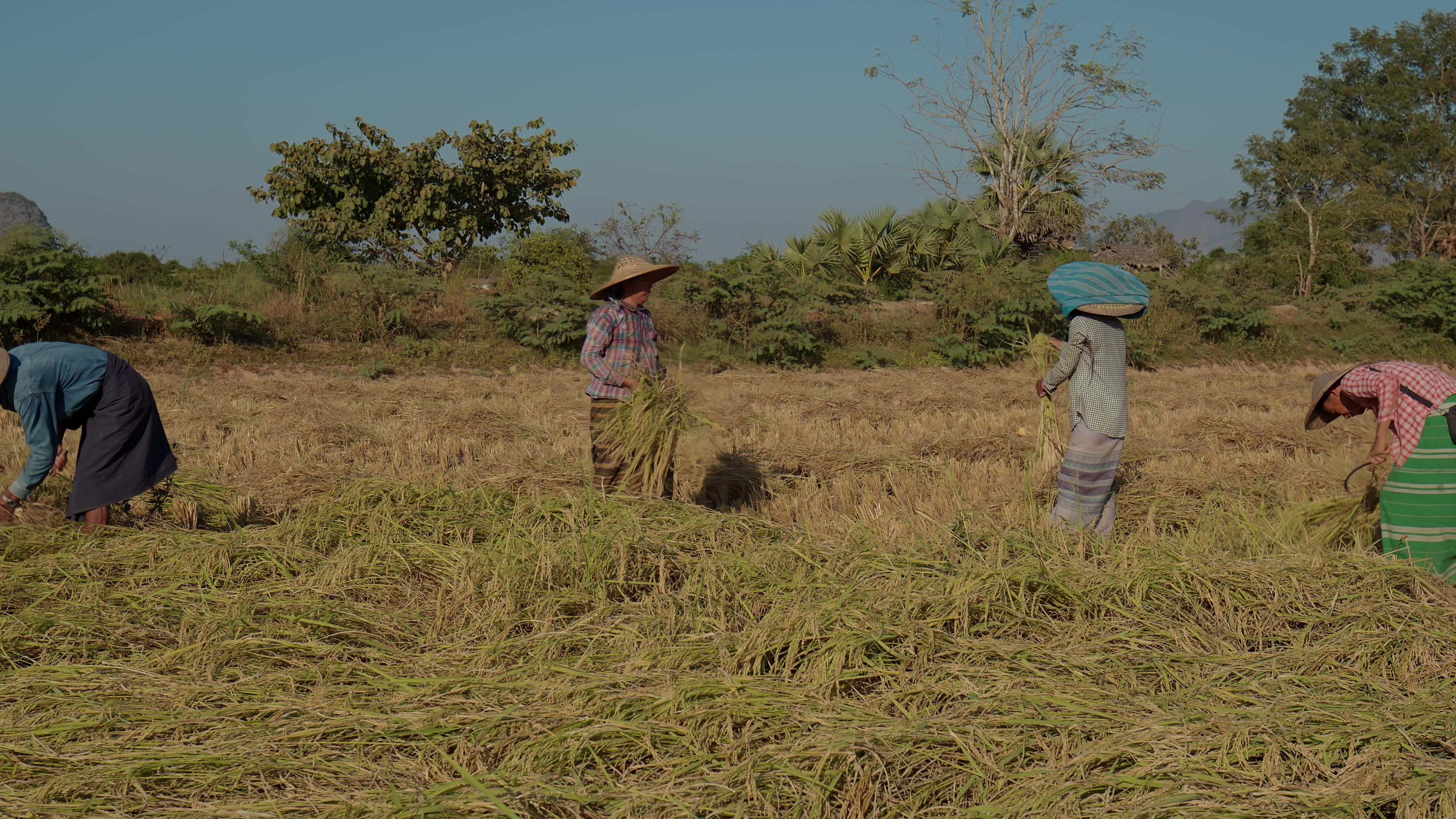 Harvesting Rice by Hand in Myanmar
