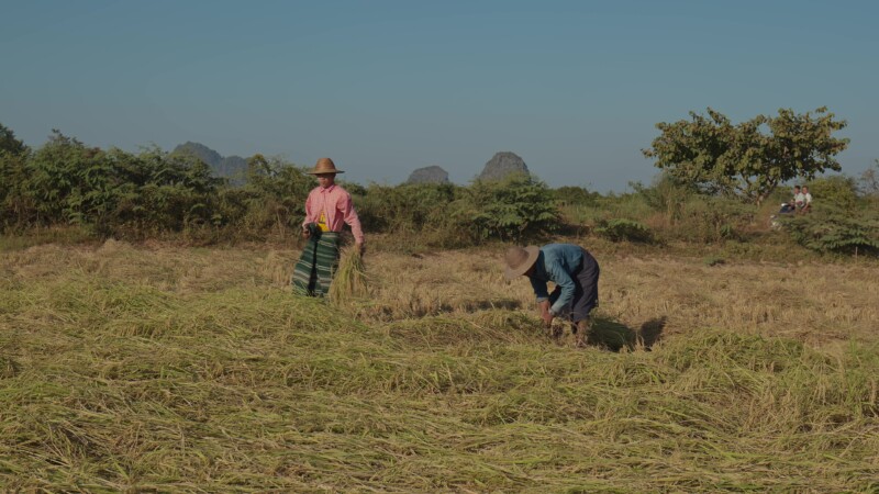 Harvesting Rice by Hand in Myanmar