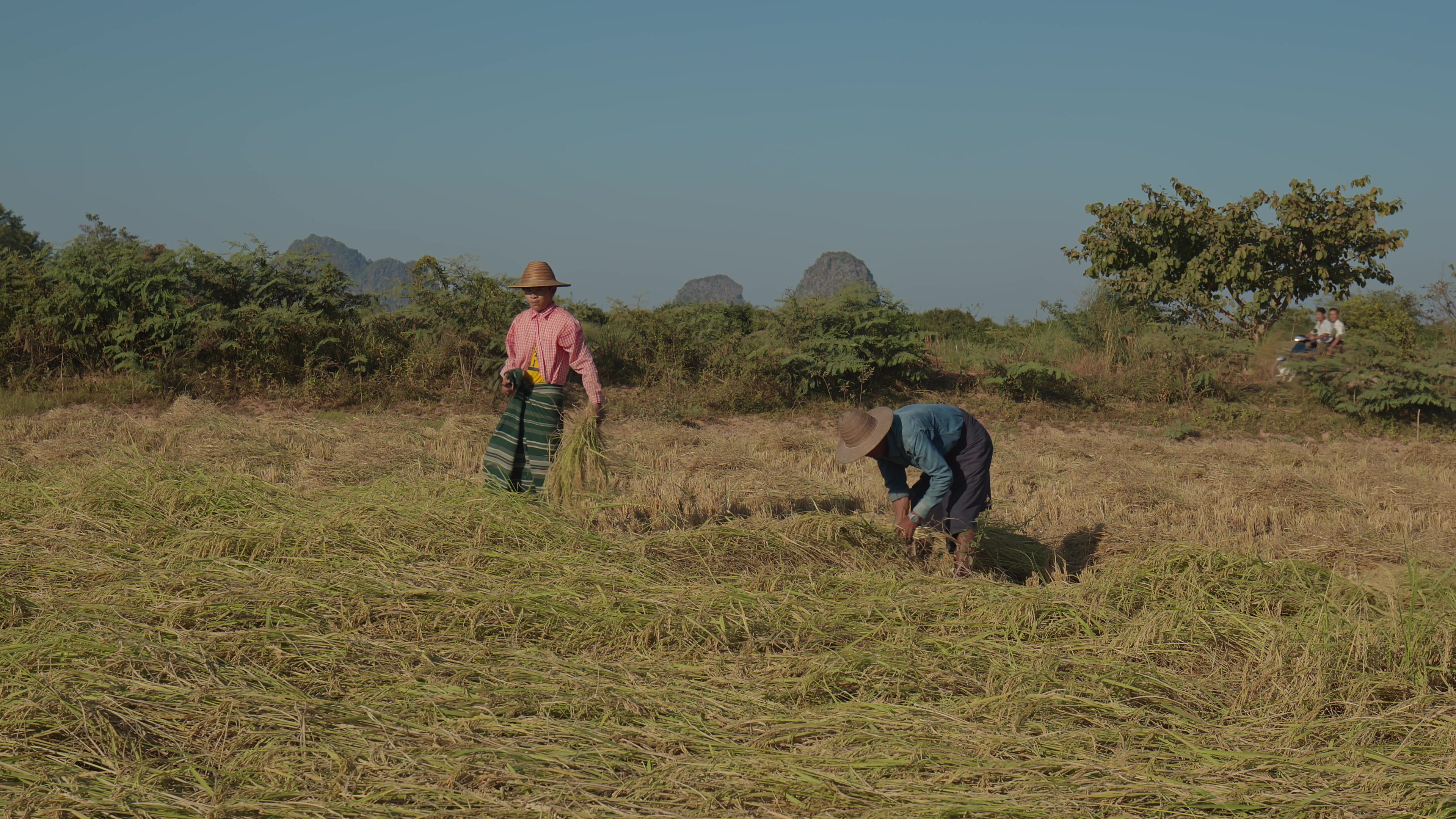 Harvesting Rice by Hand in Myanmar