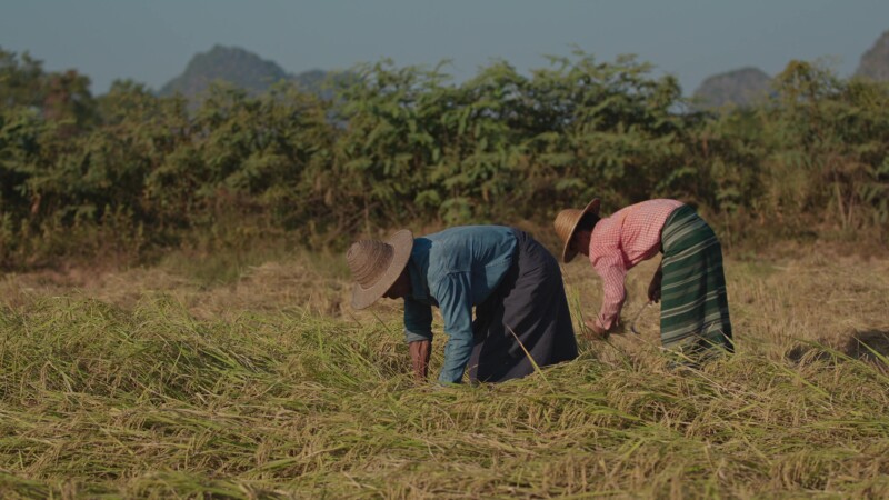 Harvesting Rice by Hand in Myanmar