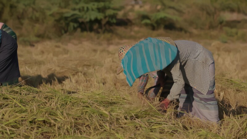 Harvesting Rice by Hand in Myanmar