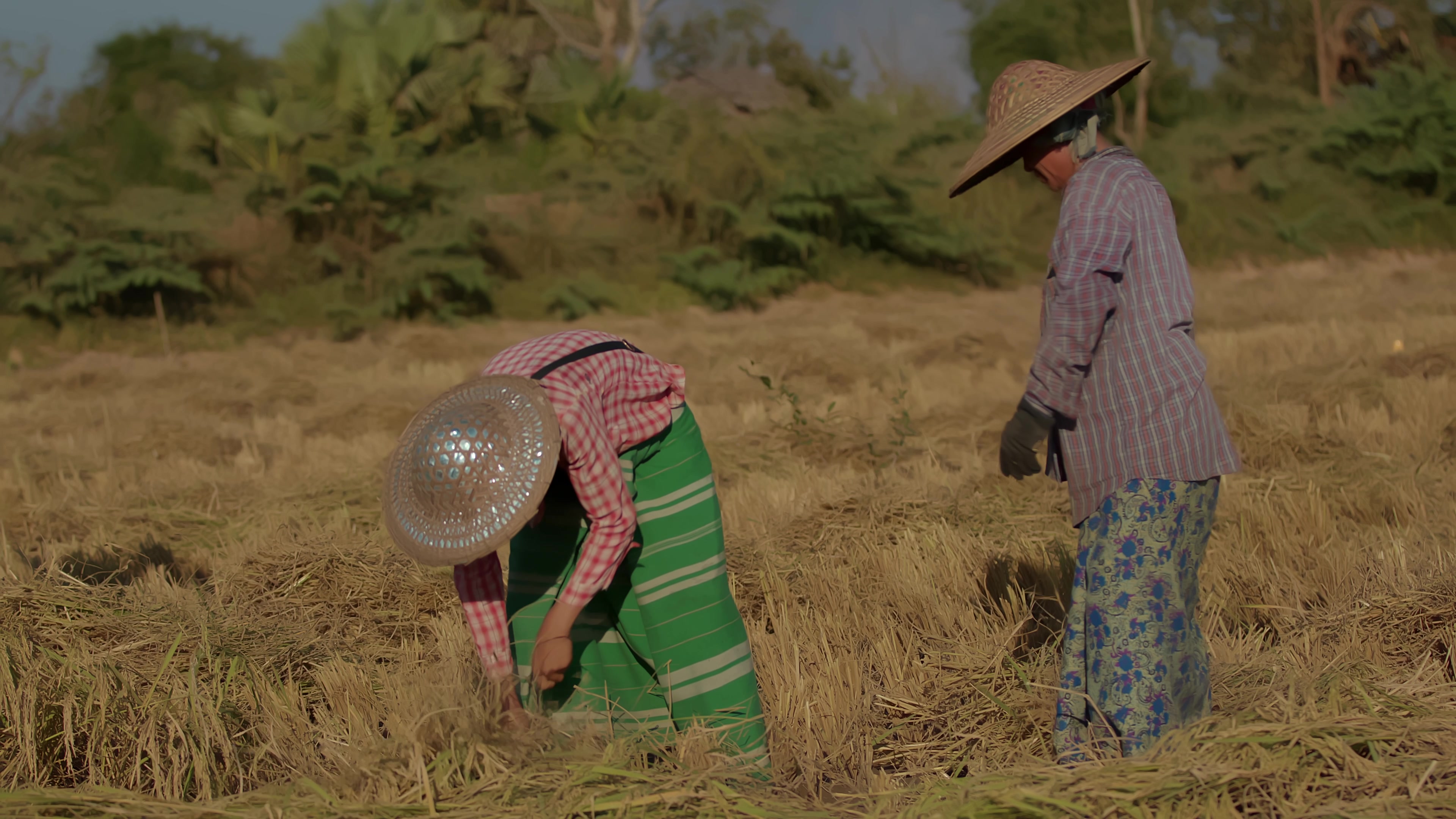 Harvesting Rice by Hand in Myanmar