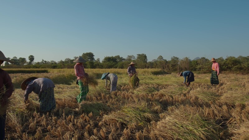 Harvesting Rice by Hand in Myanmar