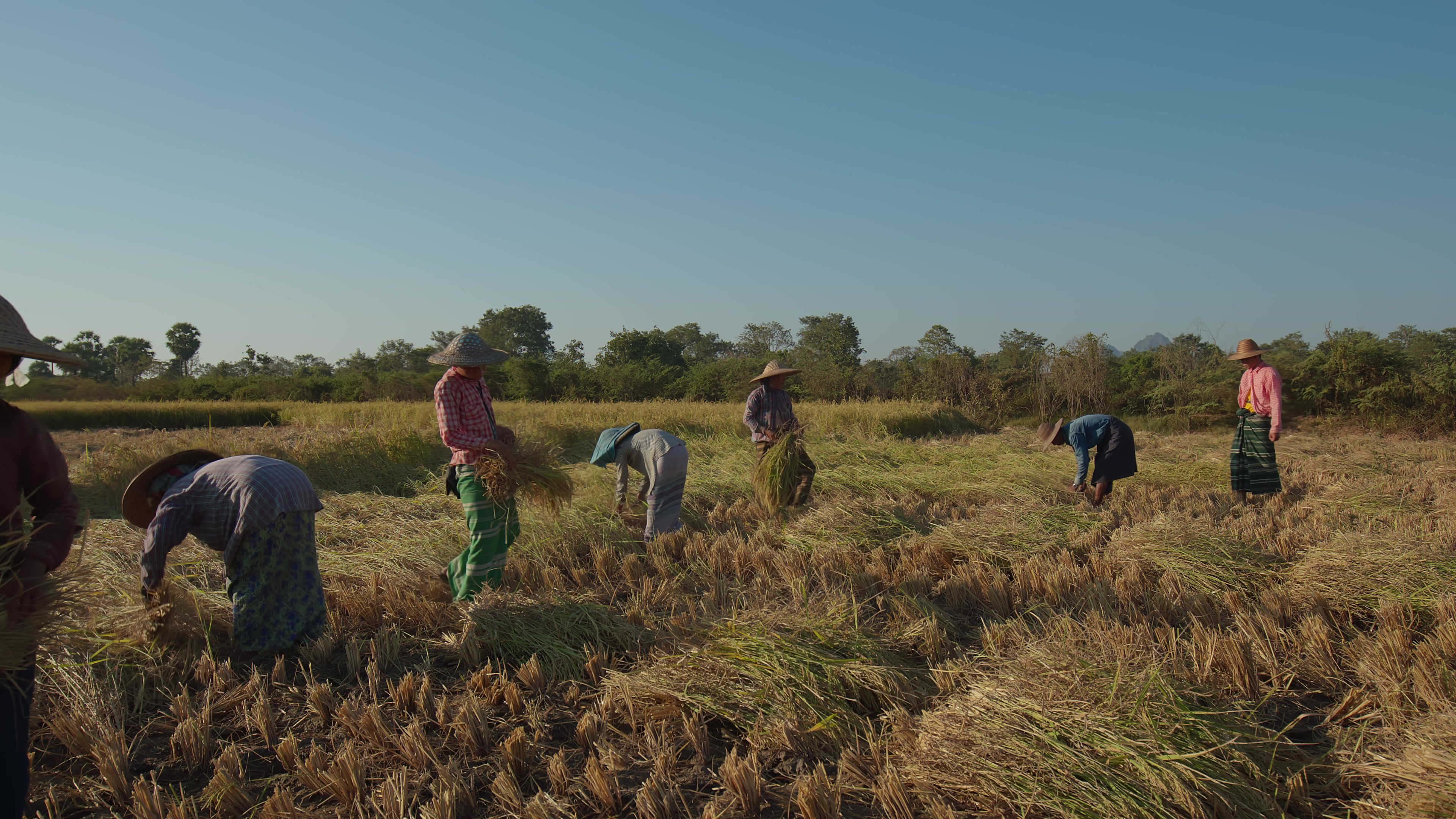 Harvesting Rice by Hand in Myanmar