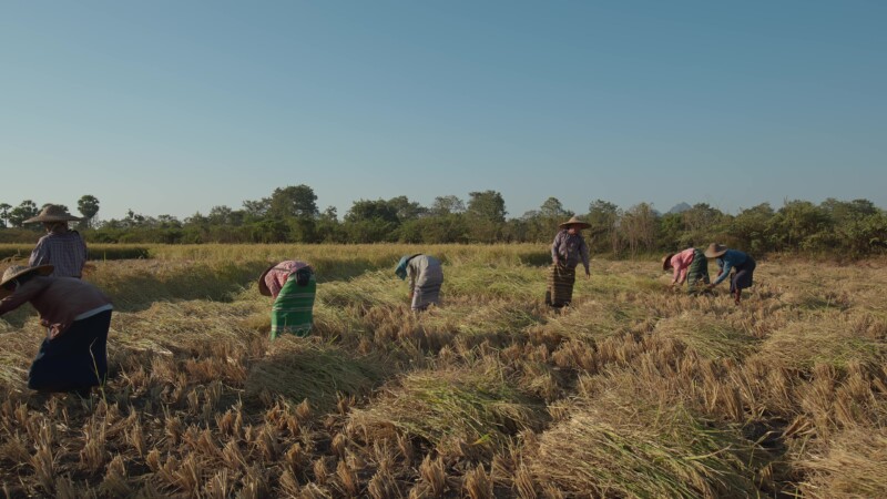 Harvesting Rice by Hand in Myanmar