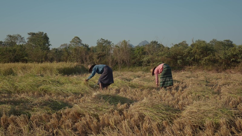 Harvesting Rice by Hand in Myanmar