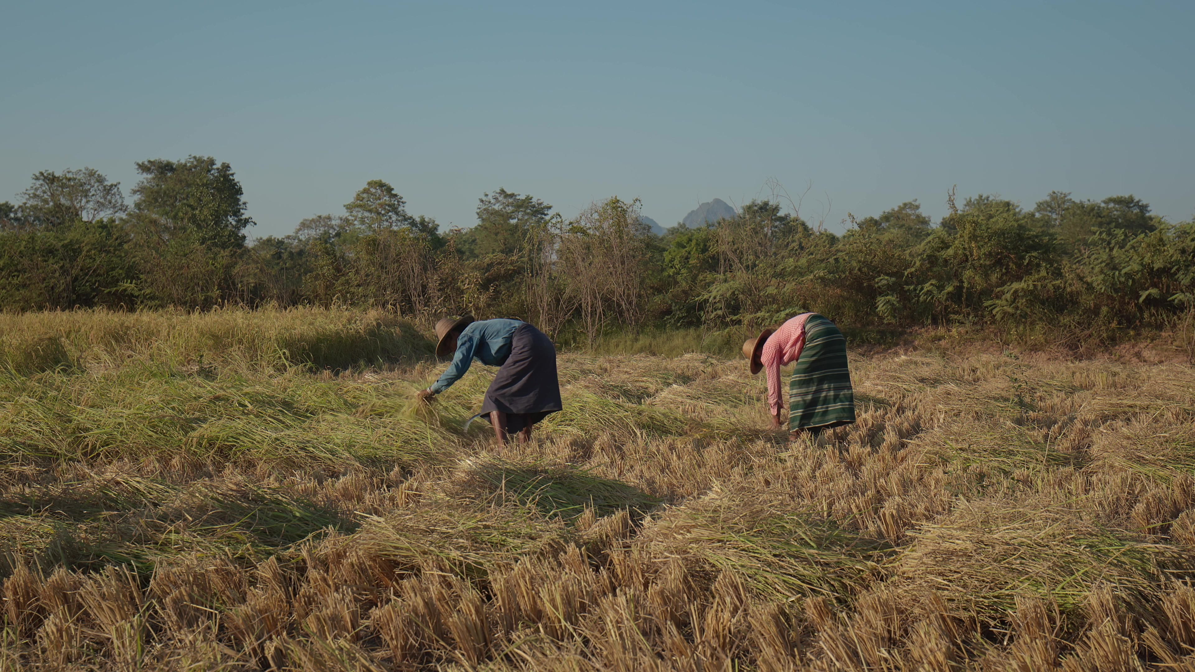 Harvesting Rice by Hand in Myanmar