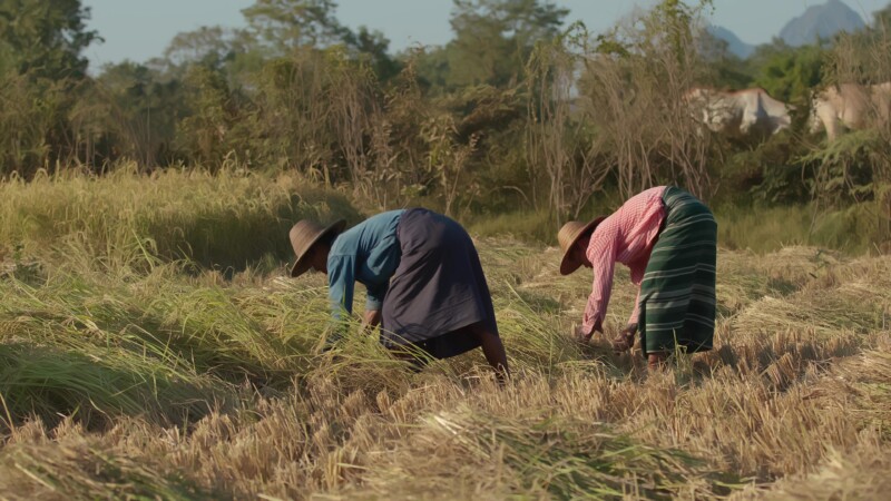 Harvesting Rice by Hand in Myanmar