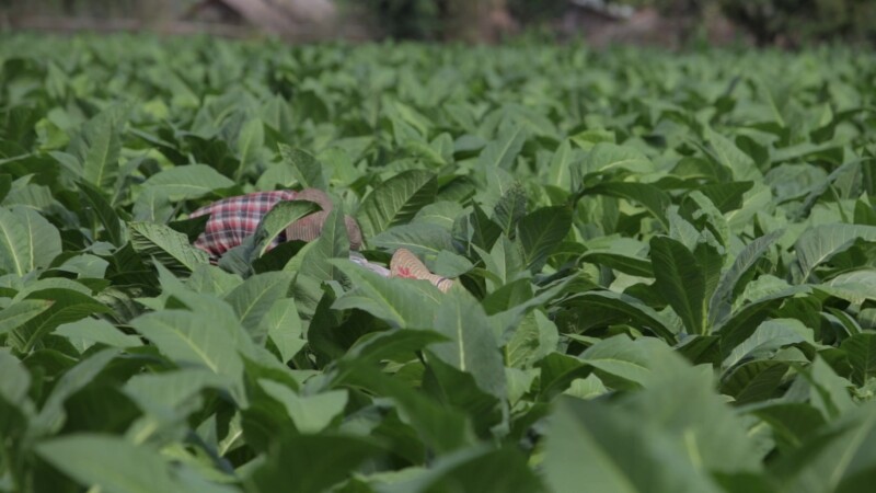 Day Workers in Myanmar — People work in the fields of Land owners for a small daily wage in rural MyanmarKeywords: Agriculture, work, day labor, farm workers...