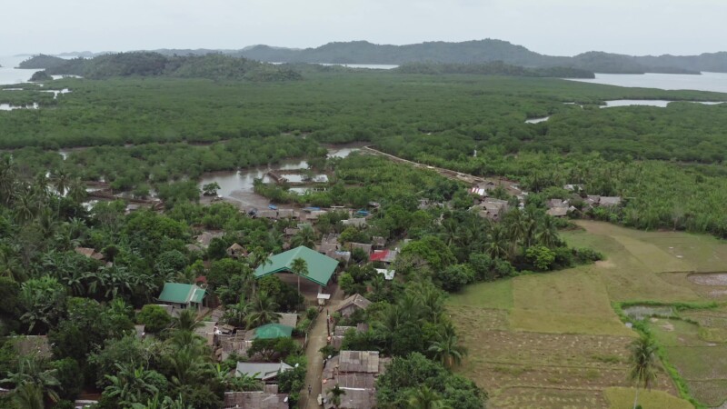 Drone Shot over Mangroves — Drone footage of one of the largest Mangroves in the Philippines. — Drone, Flyover, Aerial Video, Philippines