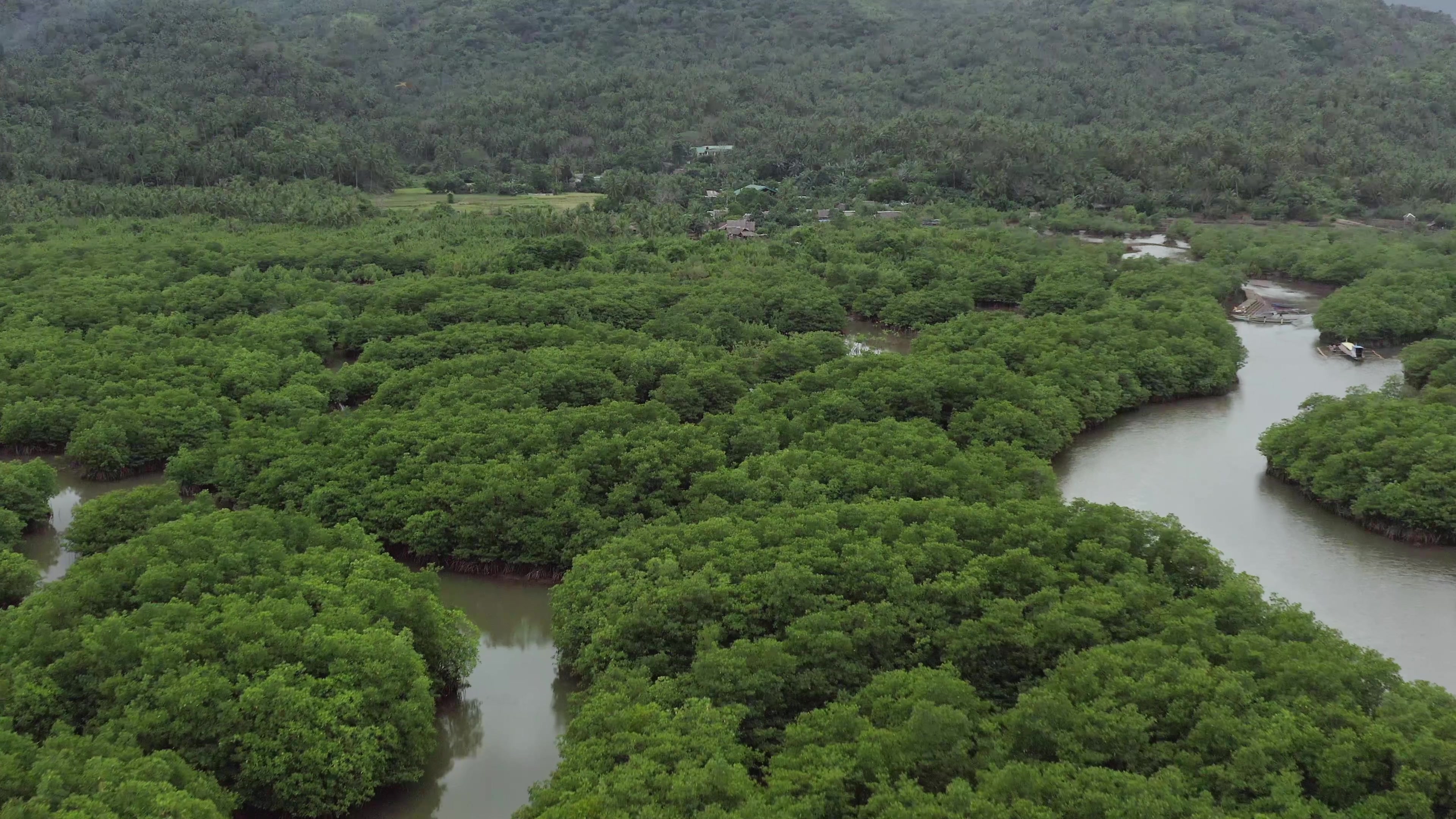 Drone Shot over Mangroves