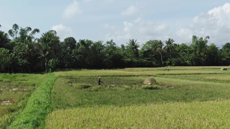 Ricefields in the Philippines — Drone flys over ricefields at harvest time. — Drone, Flyover, Aerial Video, Philippines