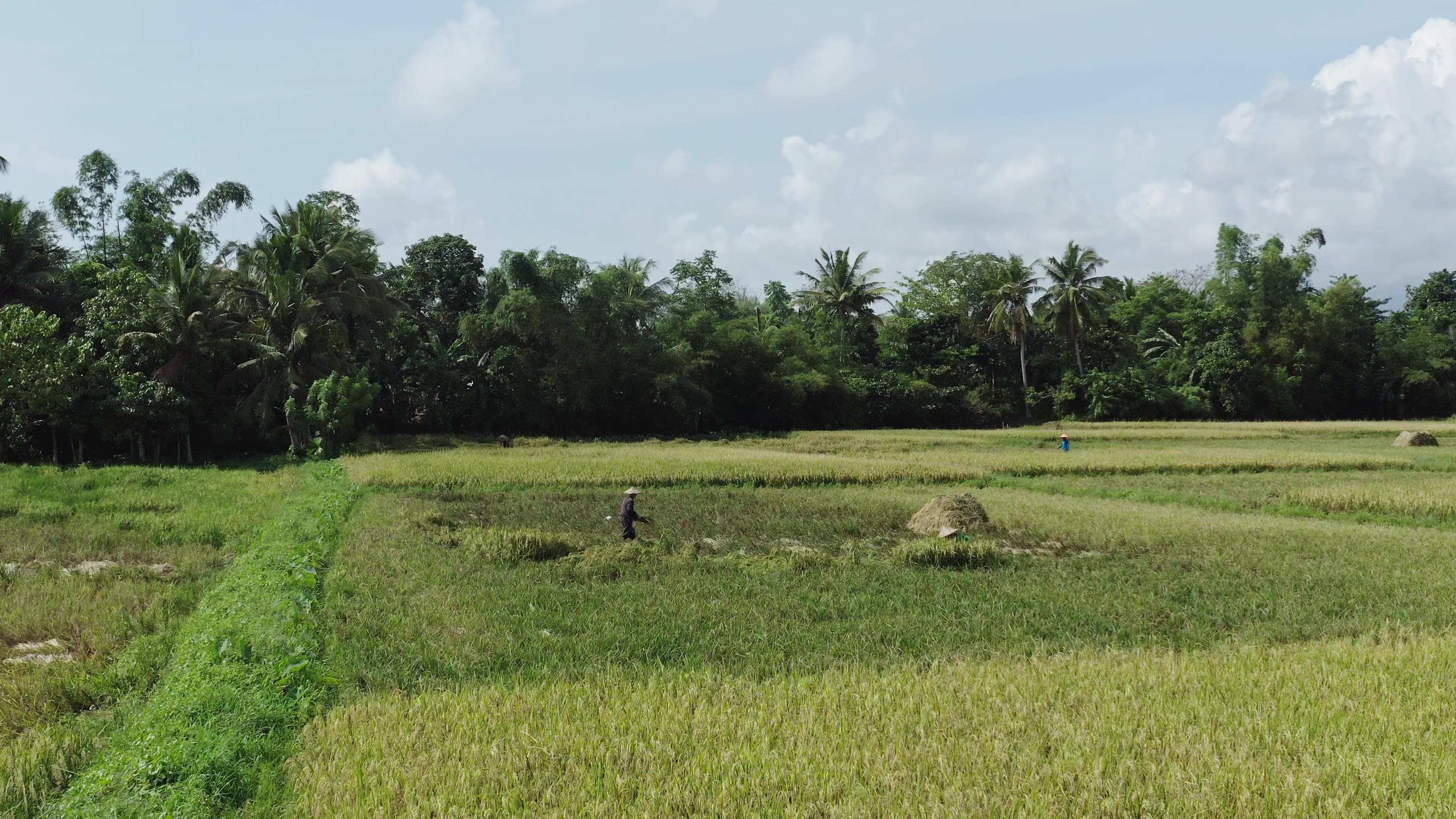Ricefields in the Philippines