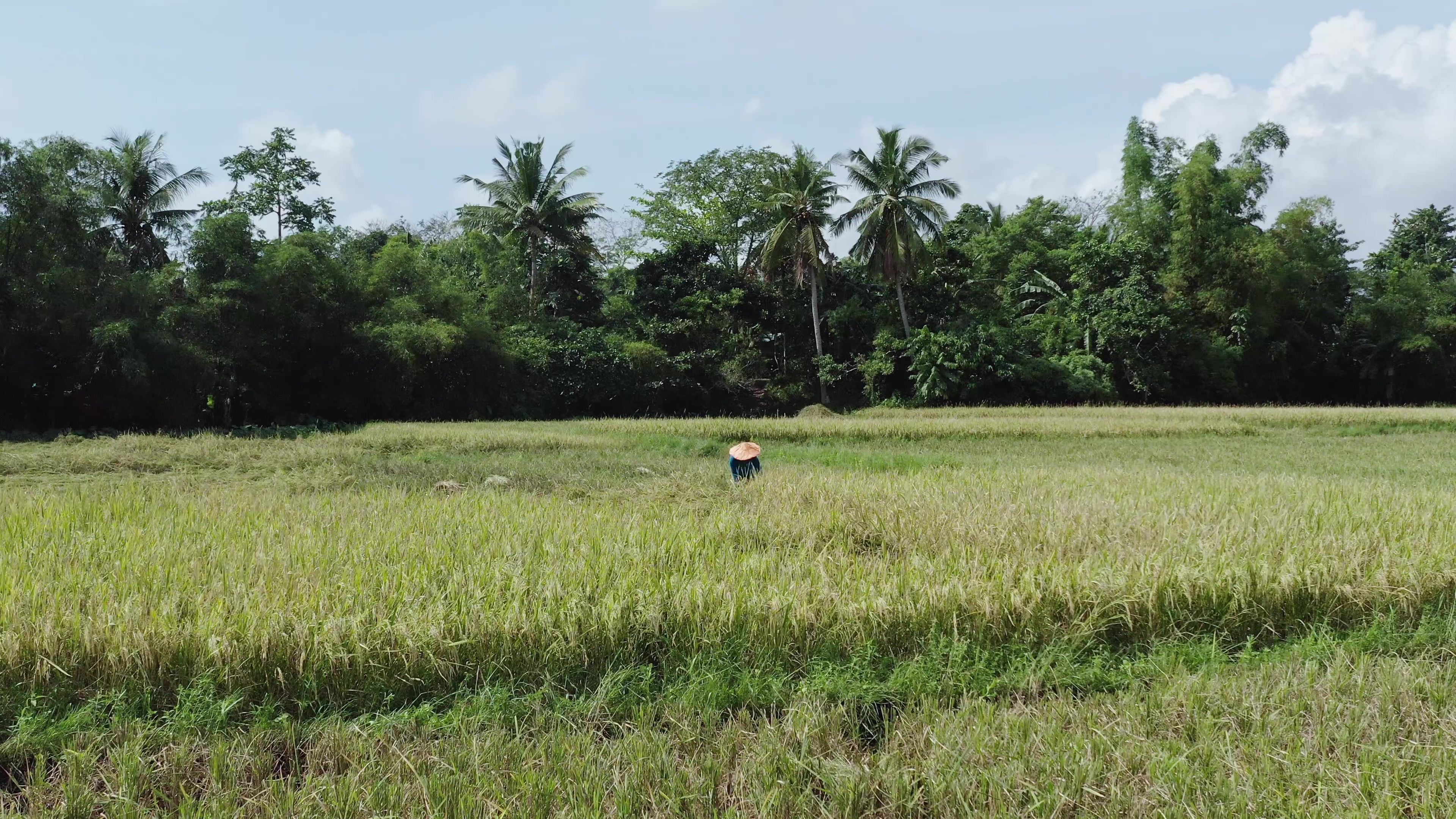 Ricefields in the Philippines