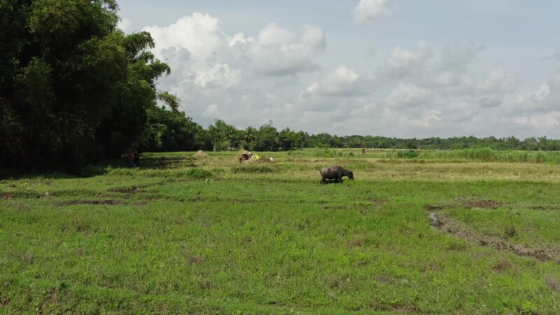 Ricefields in the Philippines — Drone flys over ricefields at harvest time. — Drone, Flyover, Aerial Video, Philippines