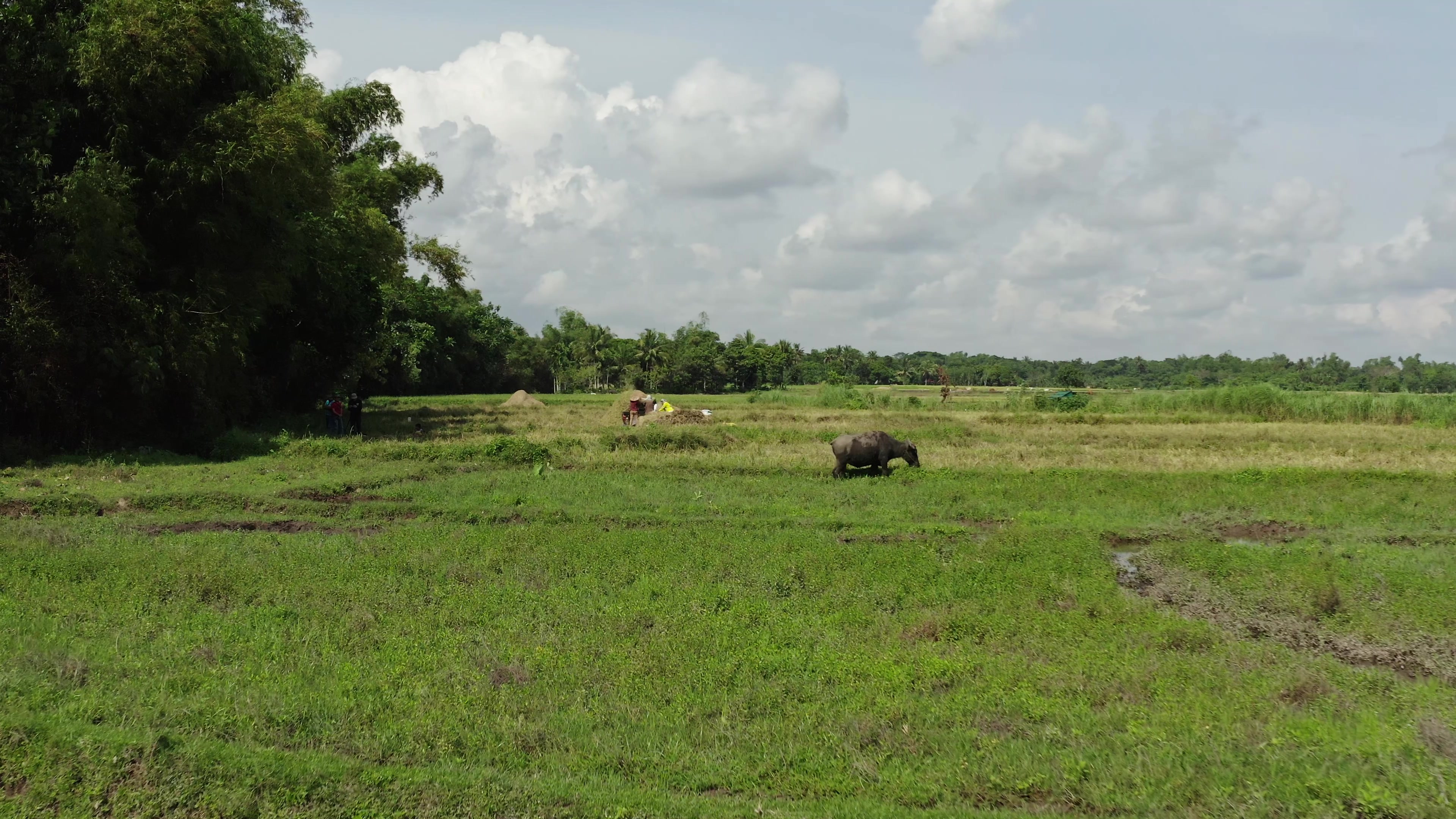 Ricefields in the Philippines
