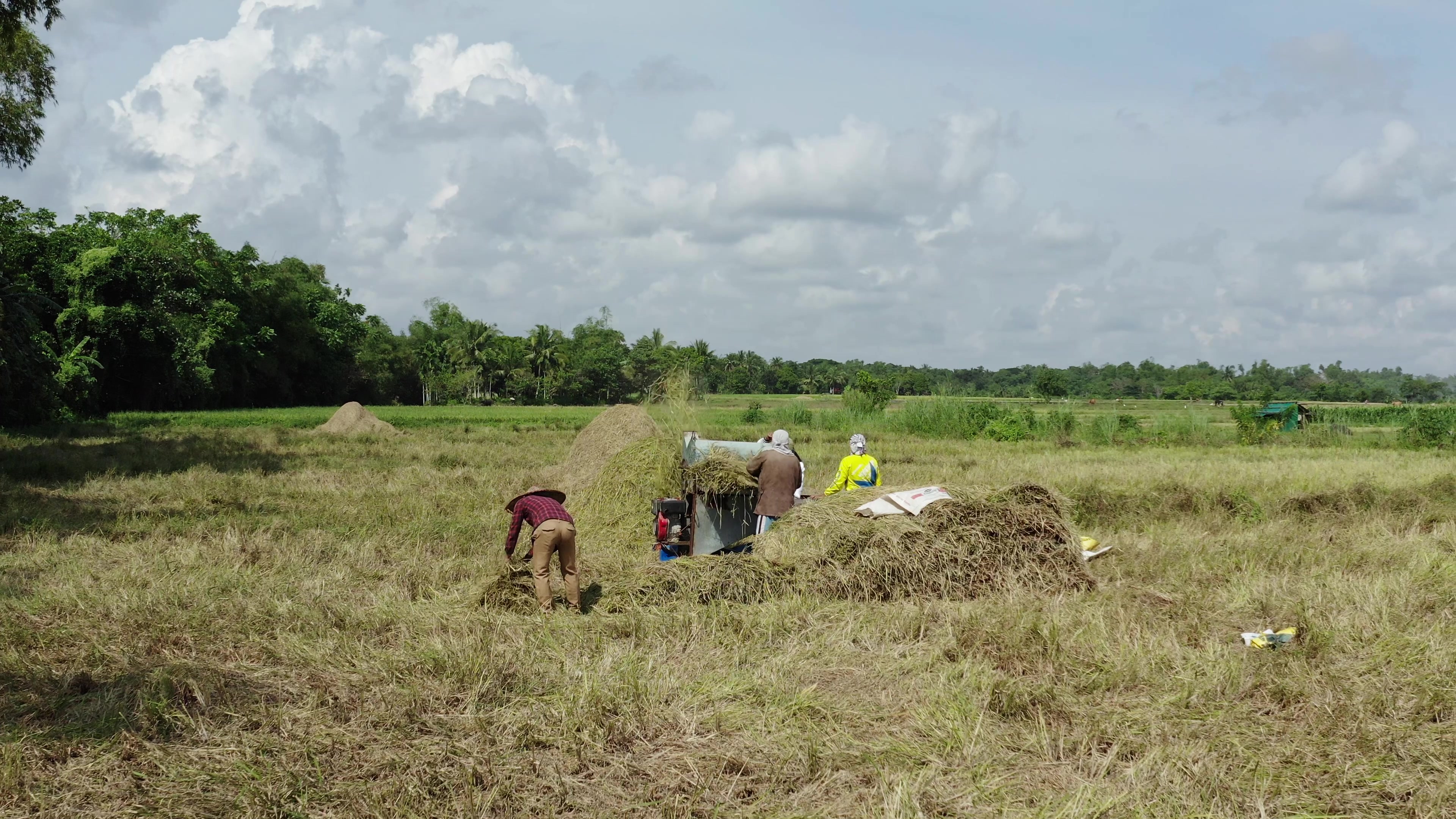 Ricefields in the Philippines