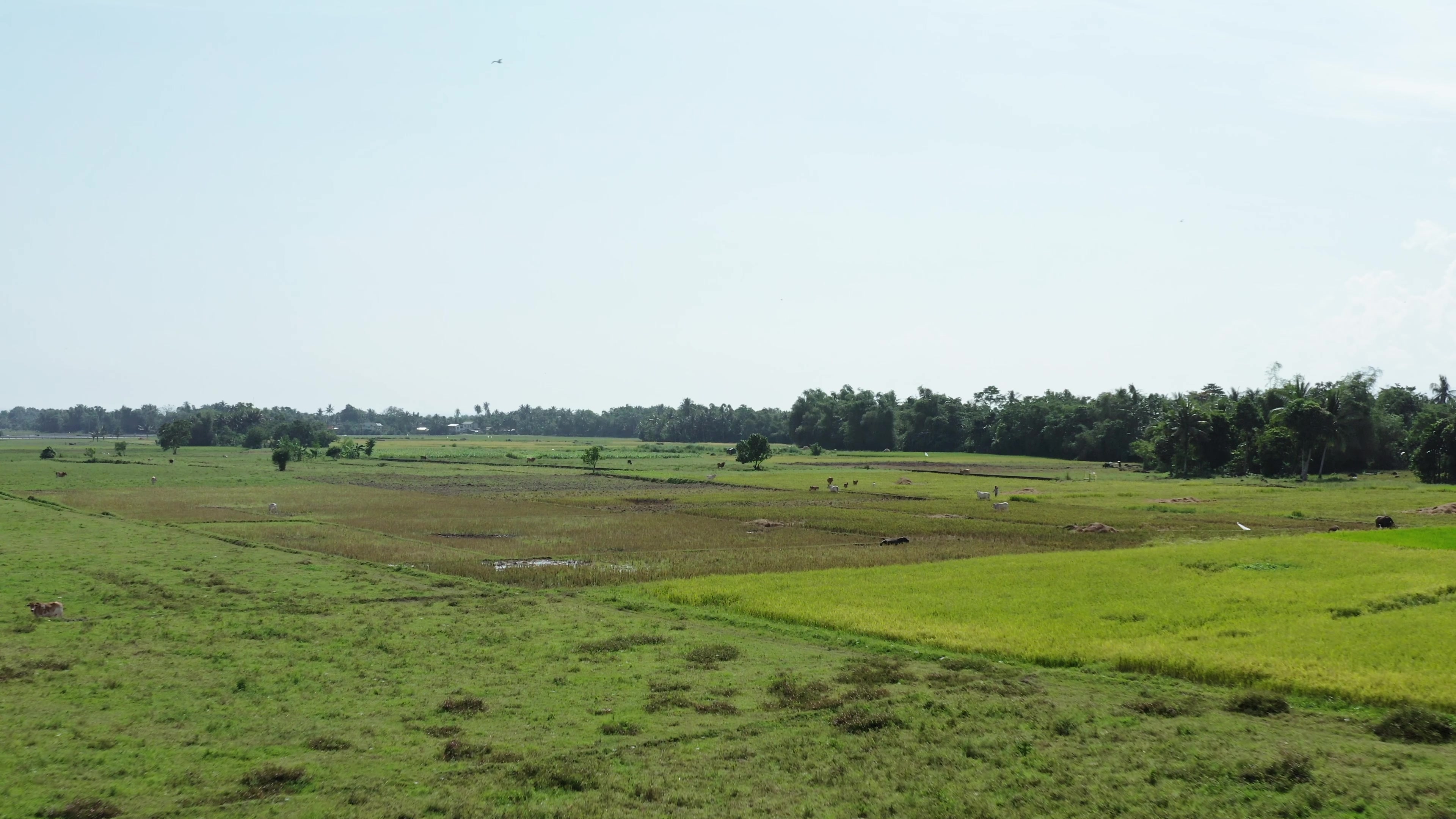 Ricefields in the Philippines