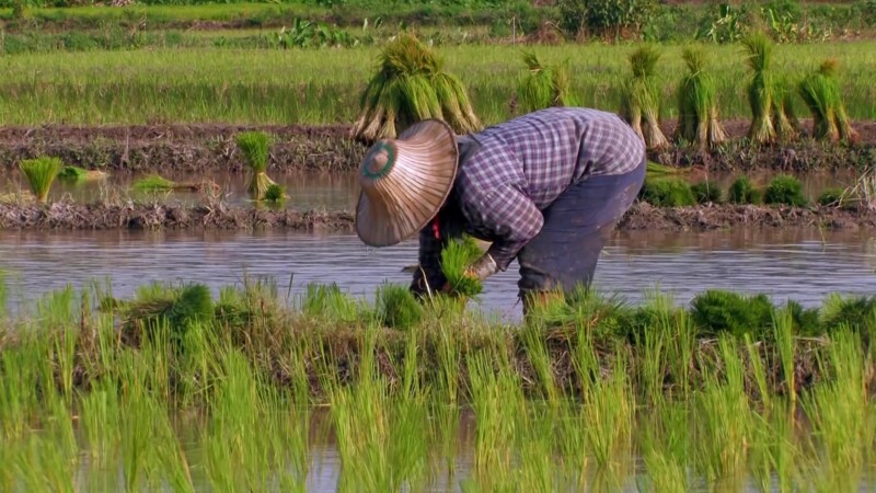 Planting Rice in Thailand — Day workers plant rice by hand in flooded fields in ThailandKeywords: Thailand, rice, planting, work, working, day workers, field...