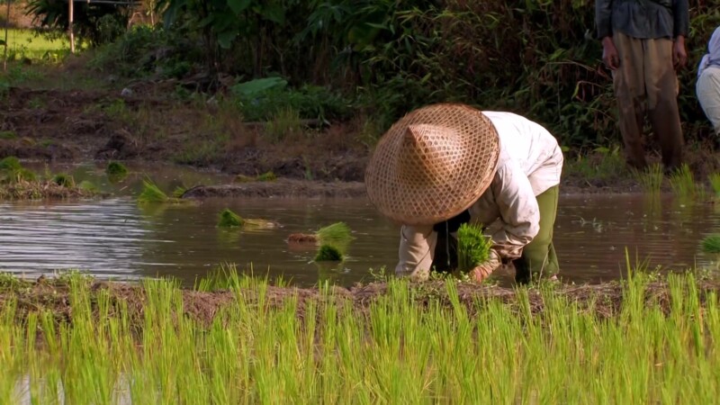 Planting Rice in Thailand — Day workers plant rice by hand in flooded fields in ThailandKeywords: Thailand, rice, planting, work, working, day workers, field...