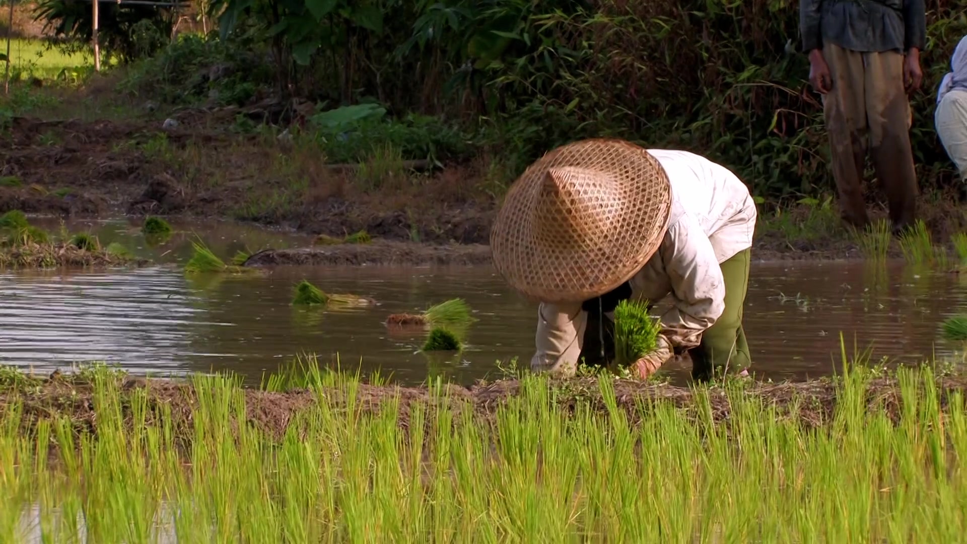 Planting Rice in Thailand