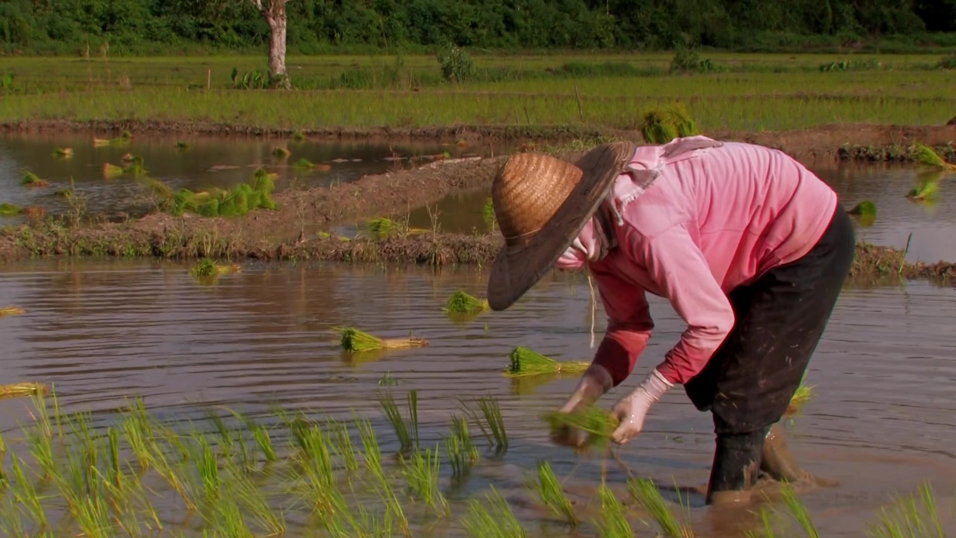 Planting Rice in Thailand