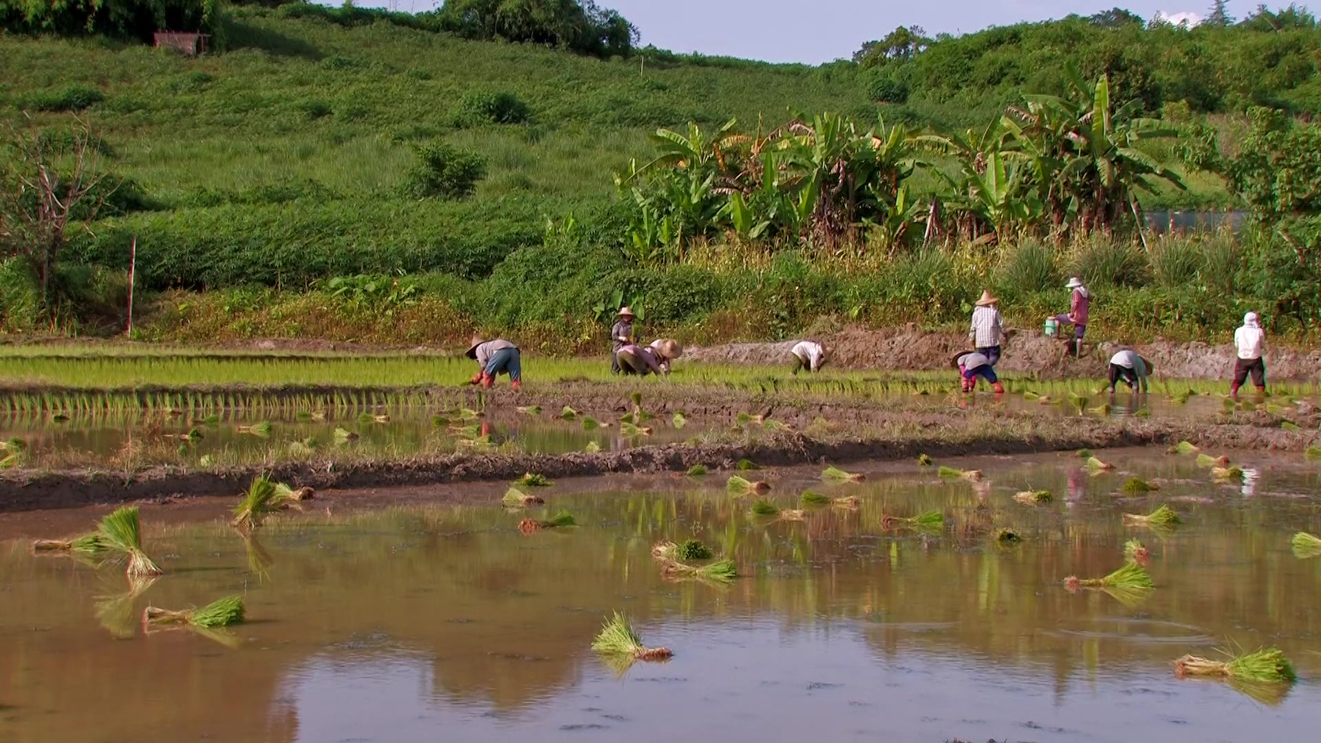 Planting Rice in Thailand