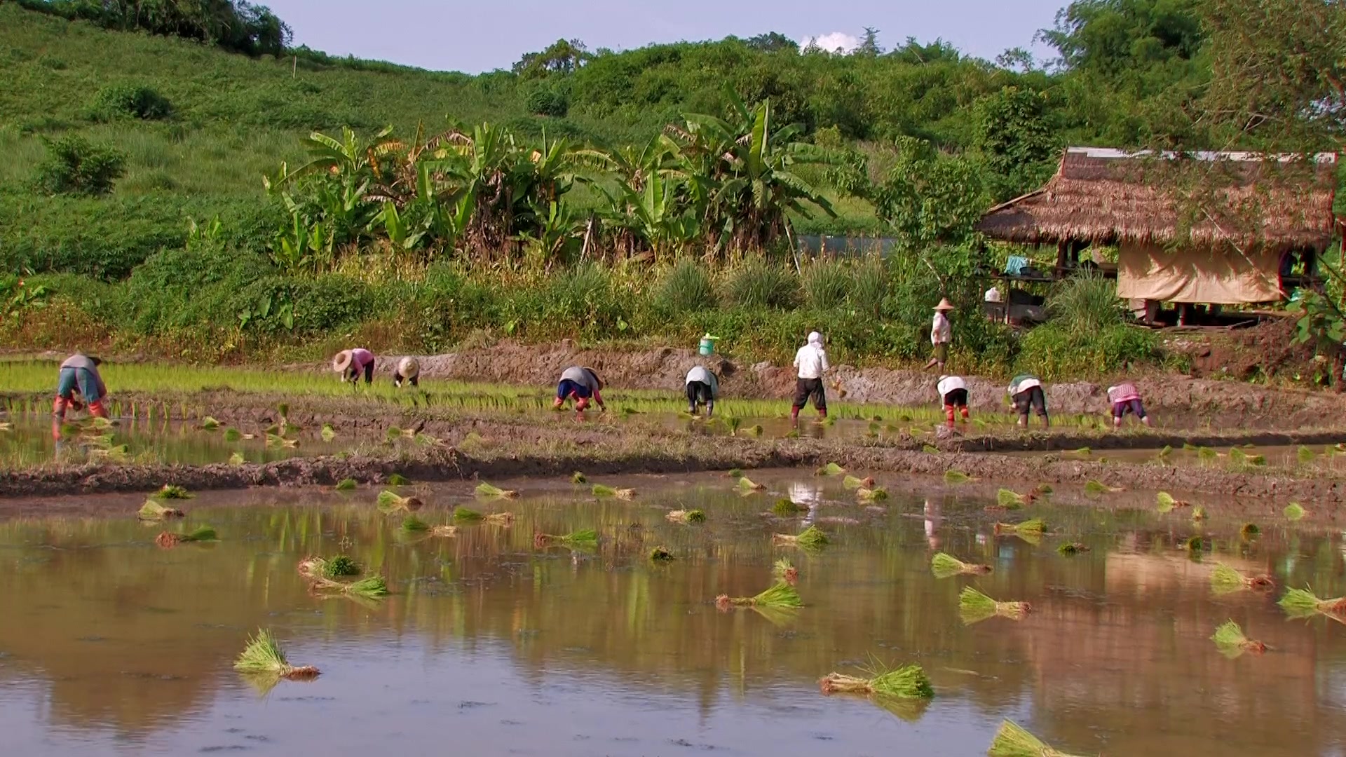 Planting Rice in Thailand