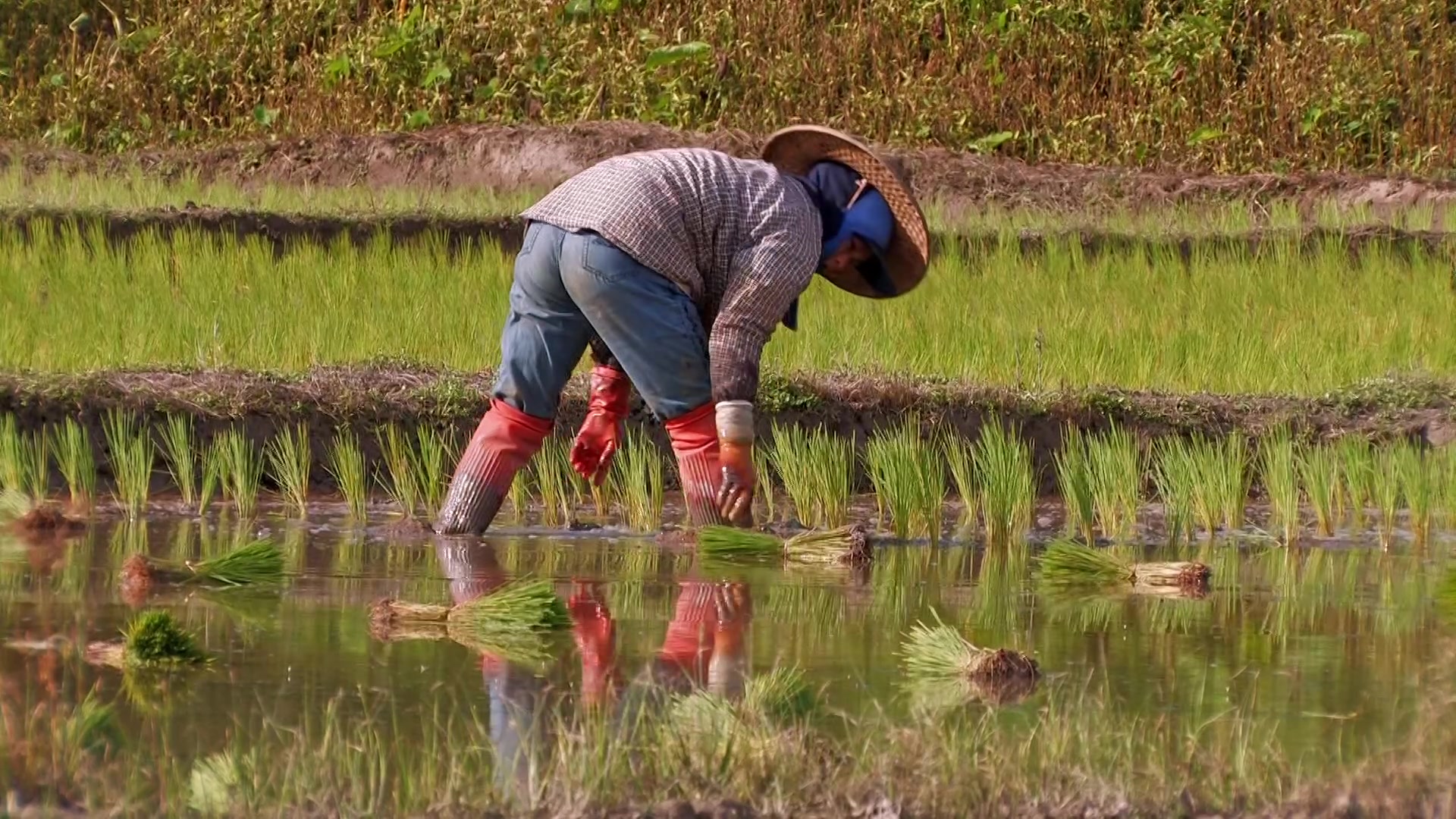 Planting Rice in Thailand