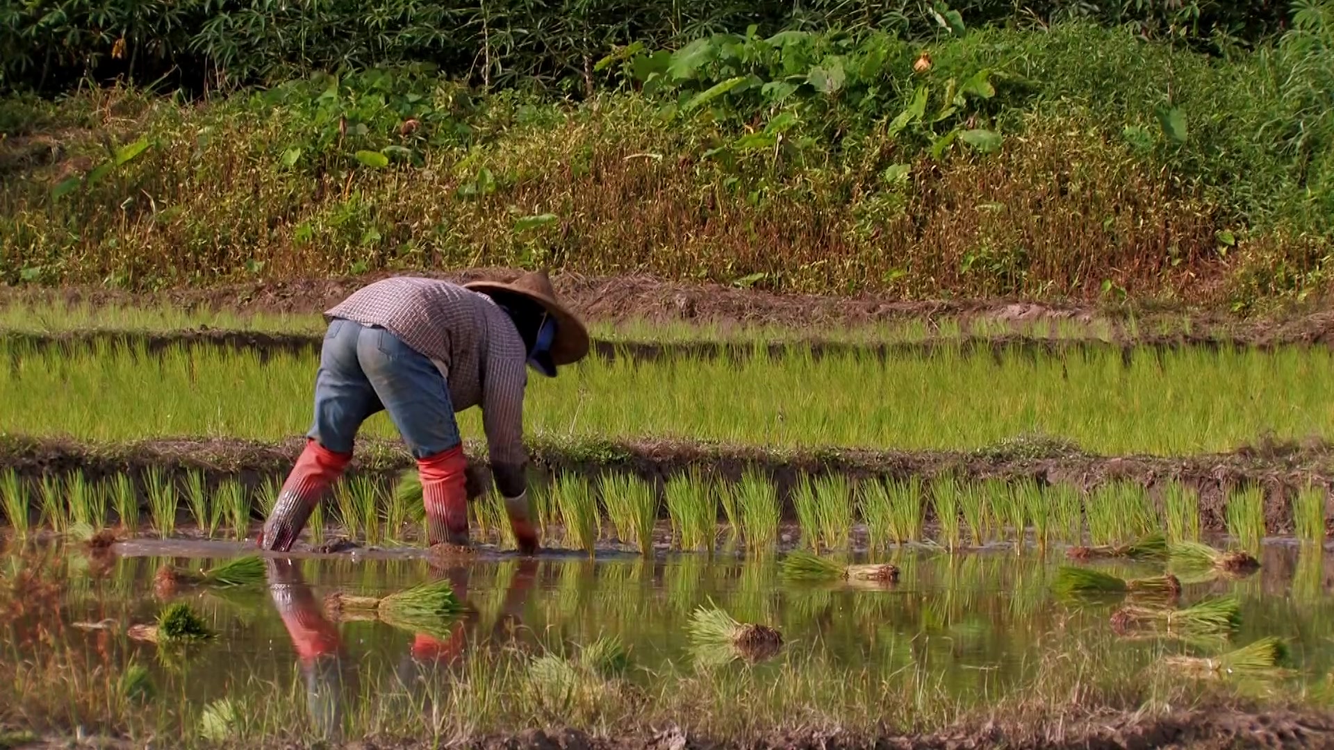 Planting Rice in Thailand