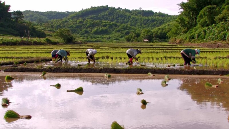 Planting Rice in Thailand — Day workers plant rice by hand in flooded fields in ThailandKeywords: Thailand, rice, planting, work, working, day workers, field...