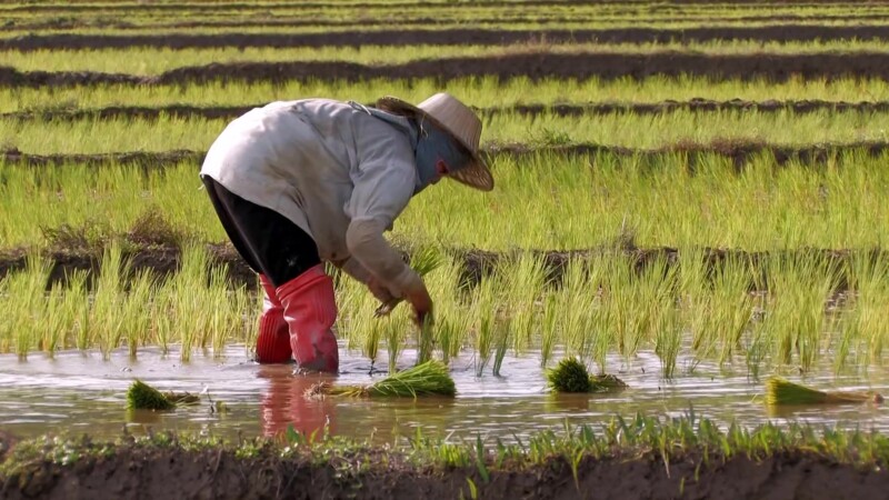 Planting Rice in Thailand — Day workers plant rice by hand in flooded fields in ThailandKeywords: Thailand, rice, planting, work, working, day workers, field...