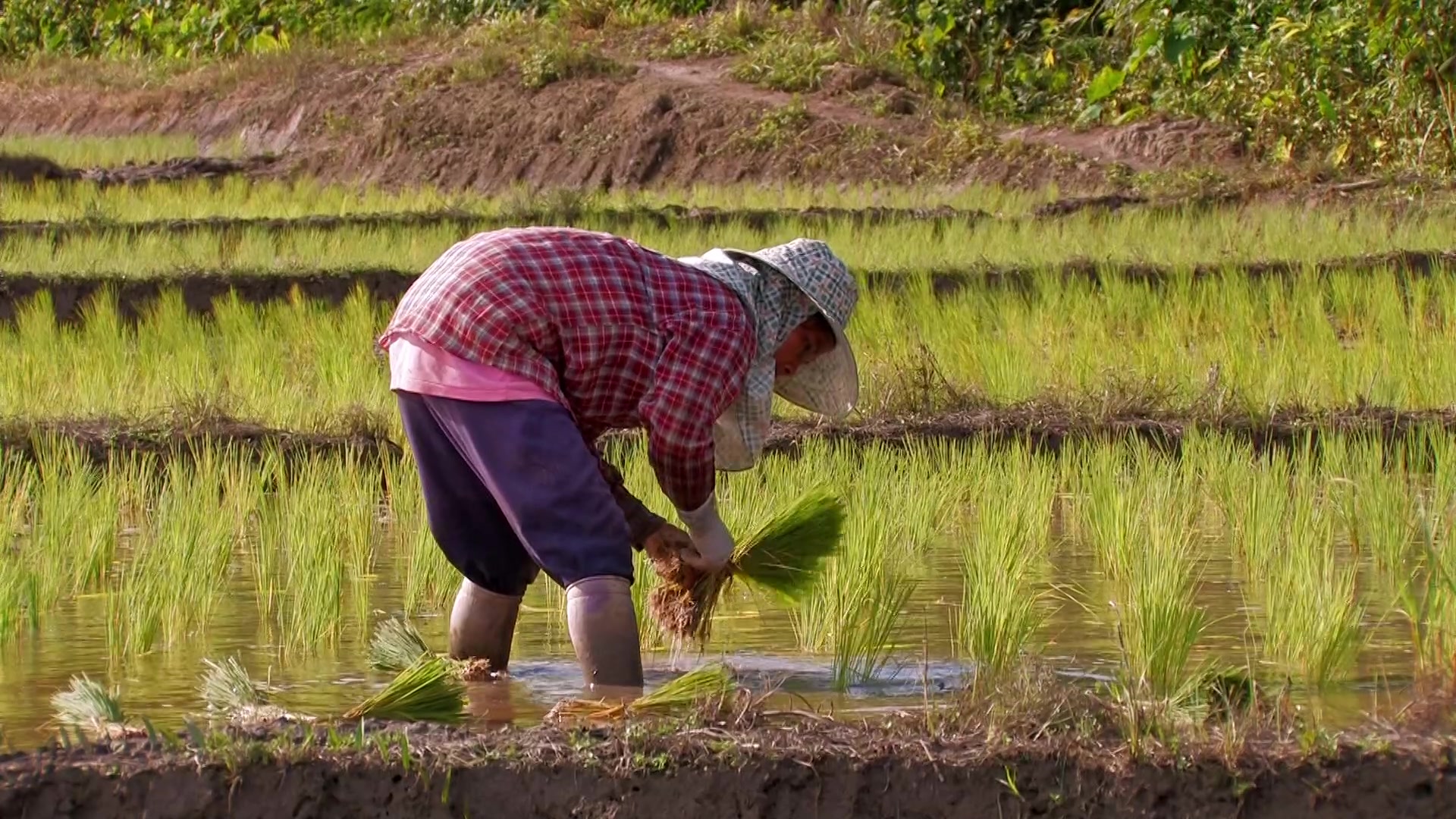 Planting Rice in Thailand