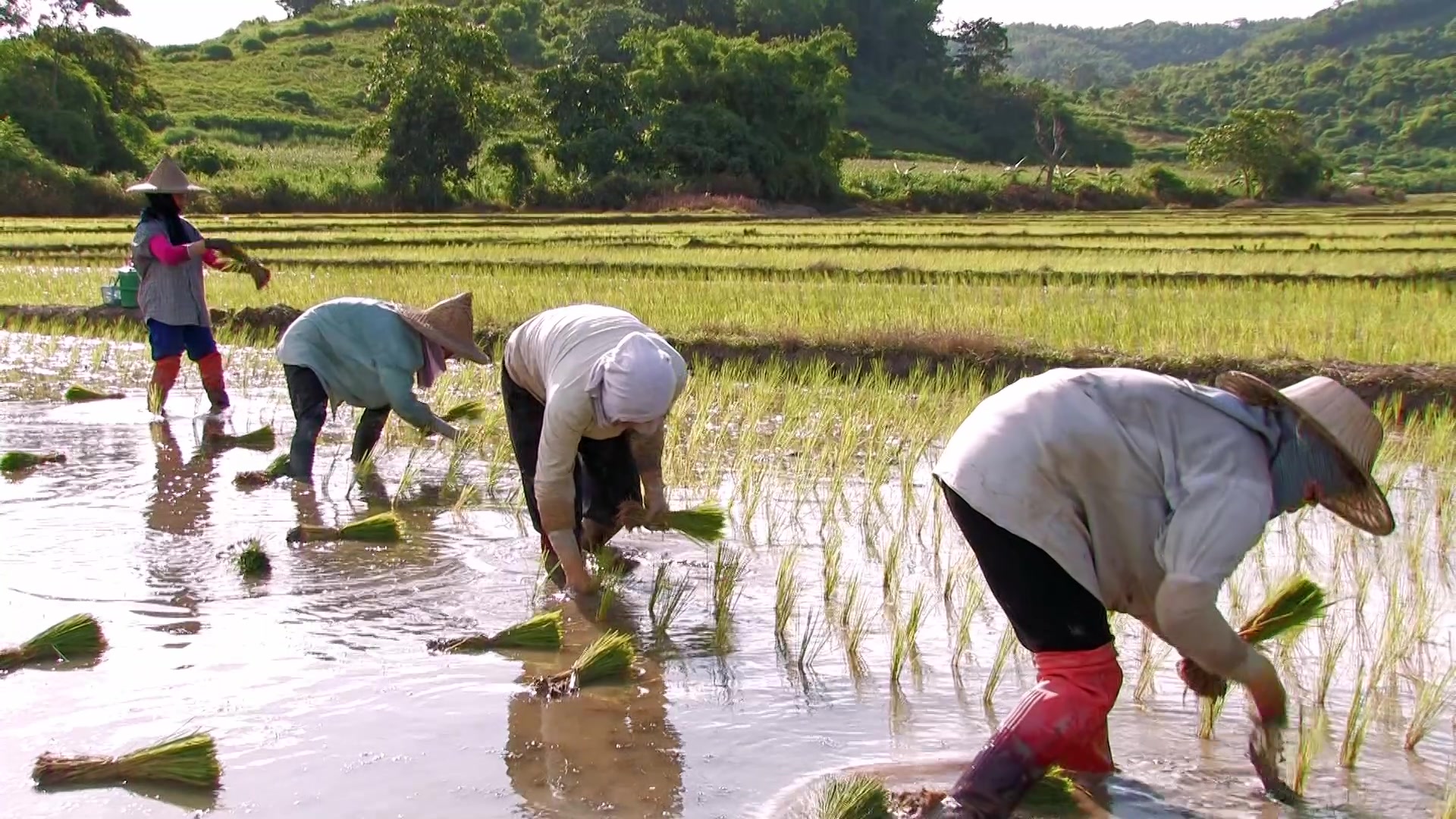 Planting Rice in Thailand