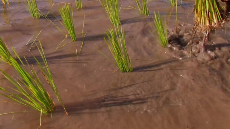 Planting Rice in Thailand — Working in ricefields of Thailand, day workers make a little cash. — Thailand, rice, planting, work, working