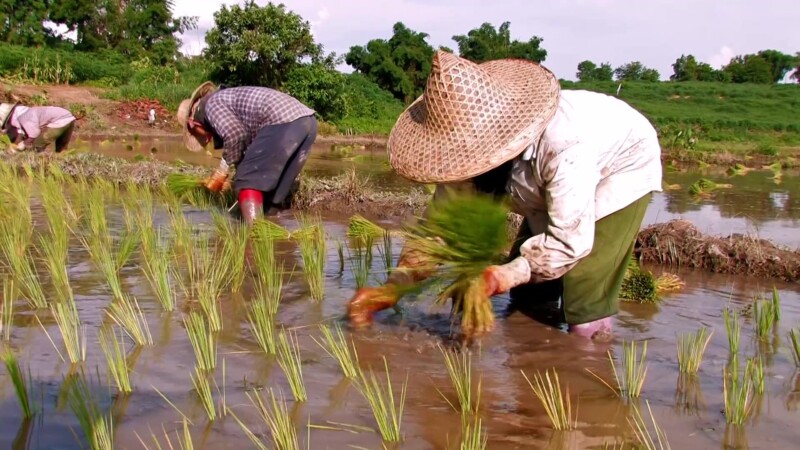 Planting Rice in Thailand — Working in ricefields of Thailand, day workers make a little cash. — Thailand, rice, planting, work, working