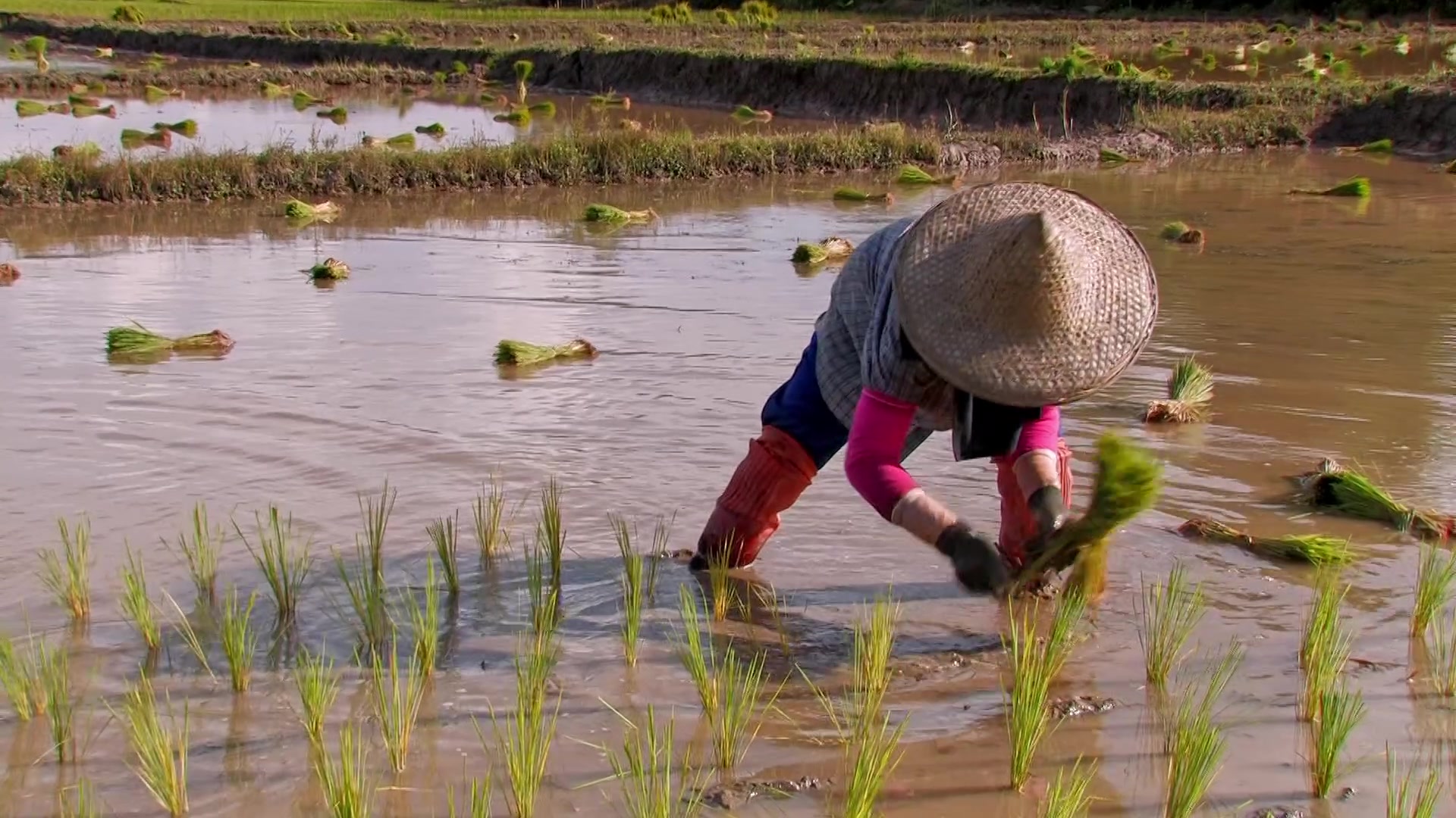 Planting Rice in Thailand