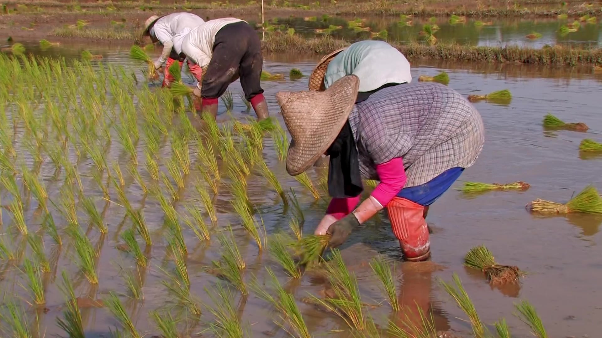 Planting Rice in Thailand
