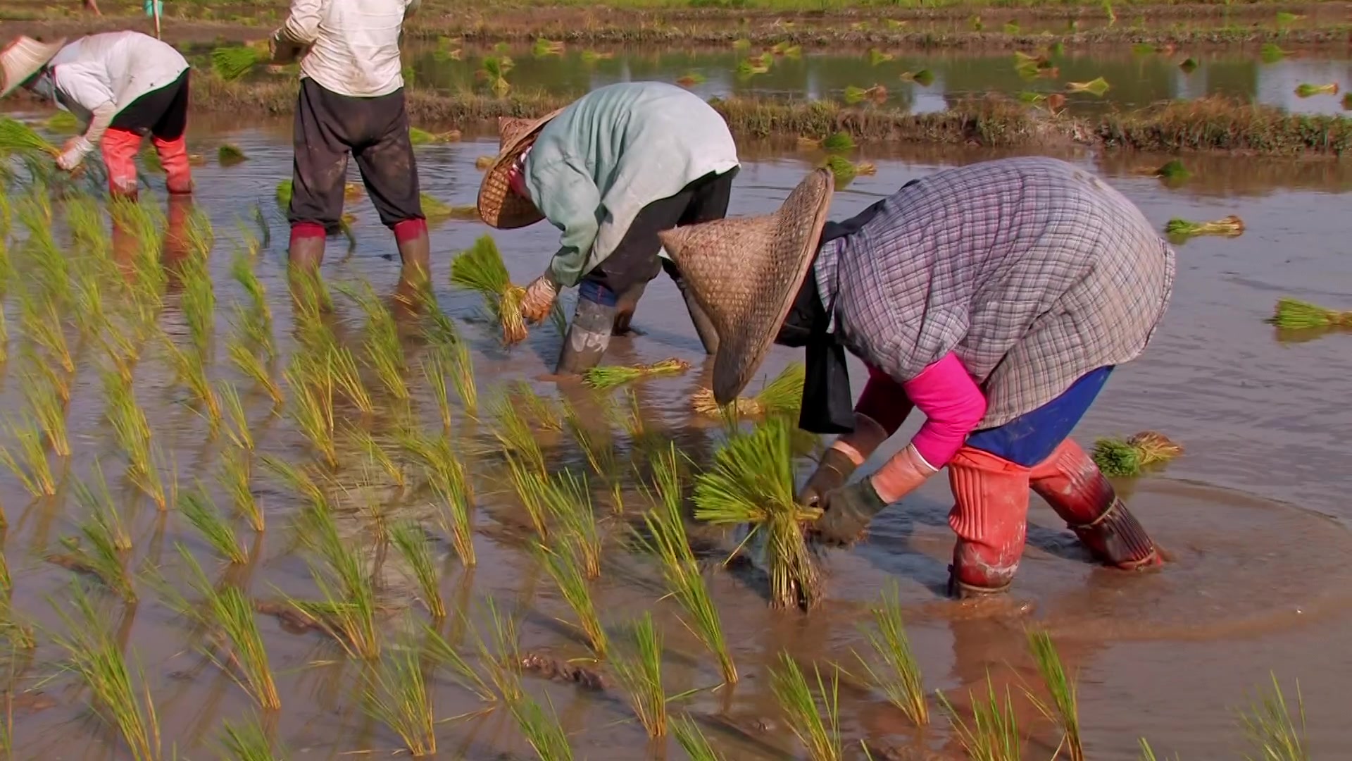 Planting Rice in Thailand