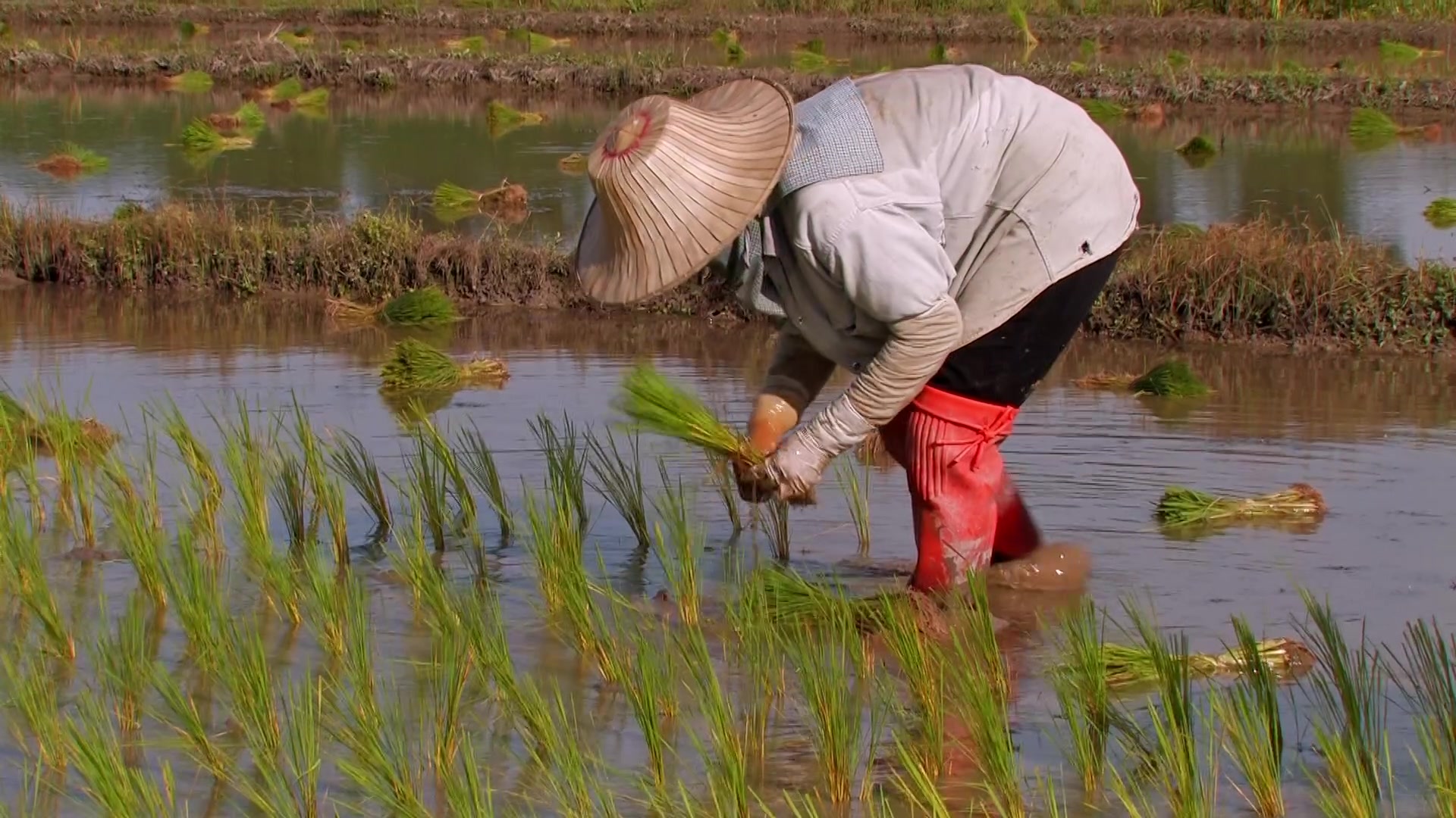 Planting Rice in Thailand