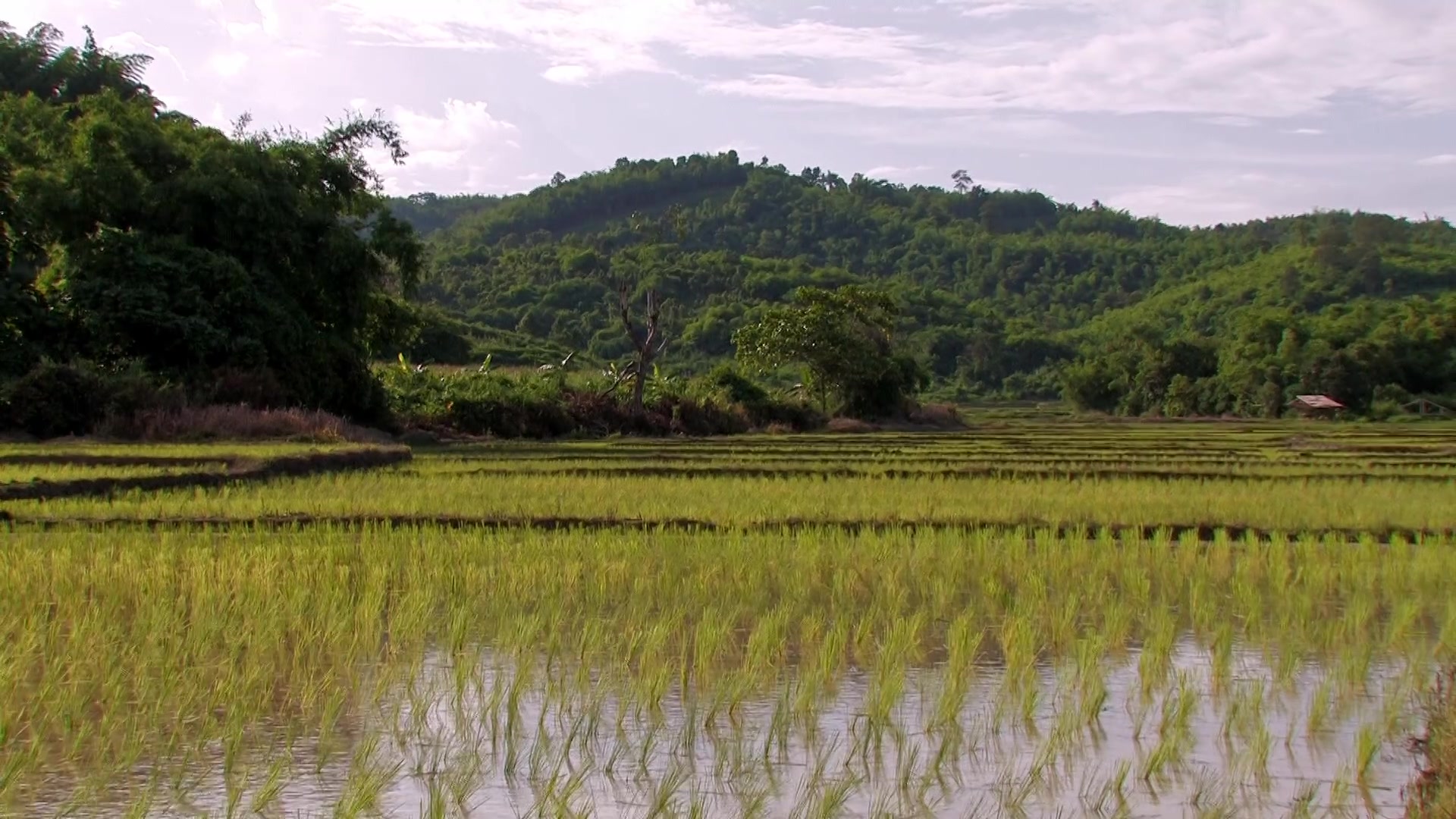 Rice Field in Northern Thailand
