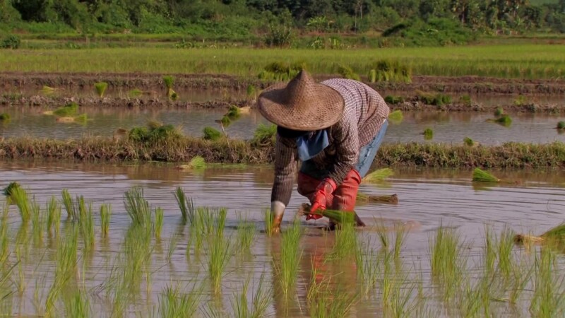 Planting Rice in Thailand — Day workers plant rice by hand in flooded fields in ThailandKeywords: Thailand, rice, planting, work, working, day workers, field...