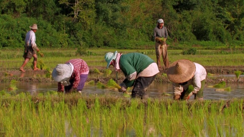 Planting Rice in Thailand — Day workers plant rice by hand in flooded fields in ThailandKeywords: Thailand, rice, planting, work, working, day workers, field...